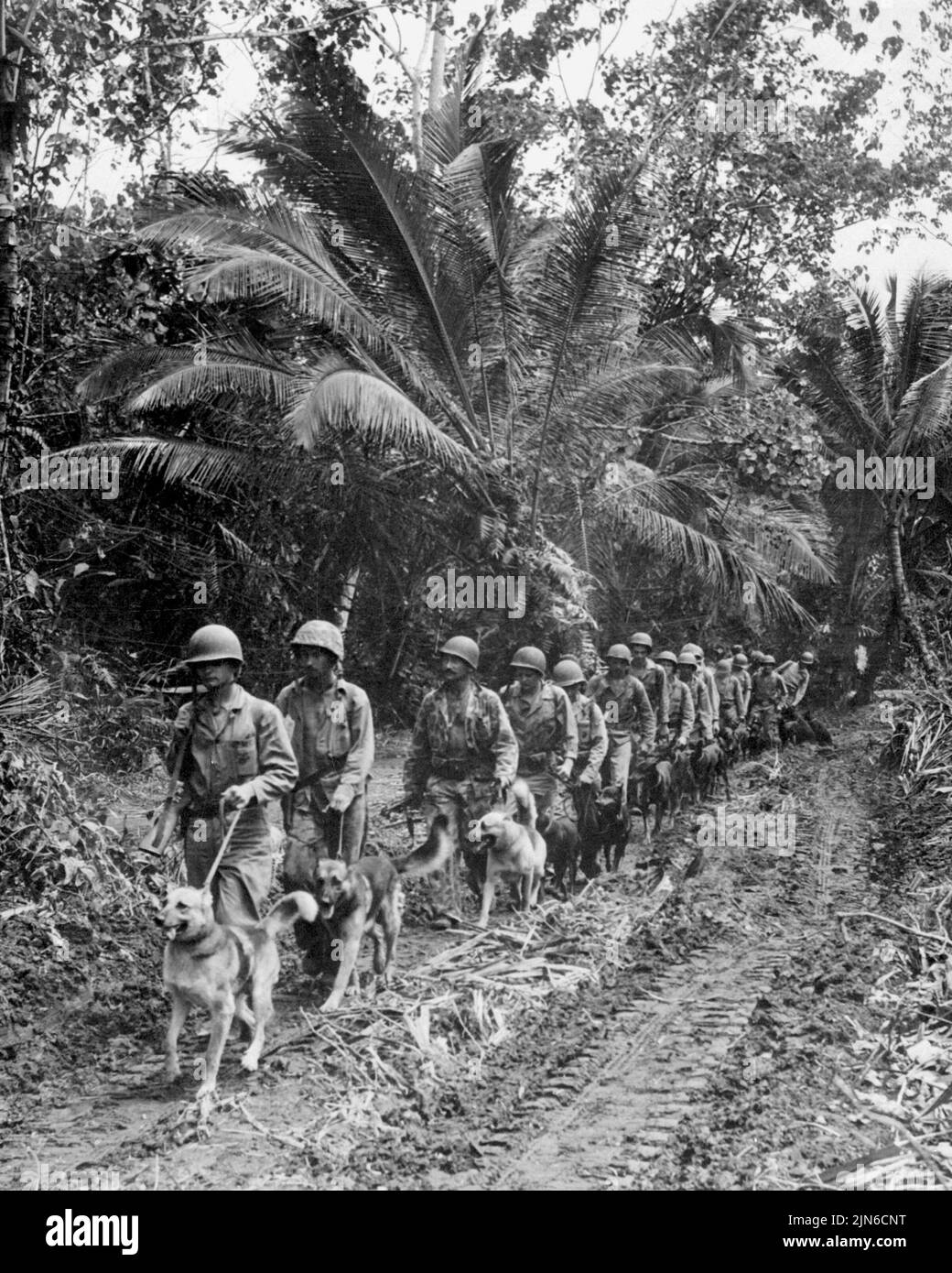 BOUGAINVILLE, PAZIFISCHER OZEAN - ca. Dezember 1943 - US Marine 'Raiders' und ihre Hunde, die zum Scouting und Laufen von Nachrichten verwendet werden, starten Stockfoto