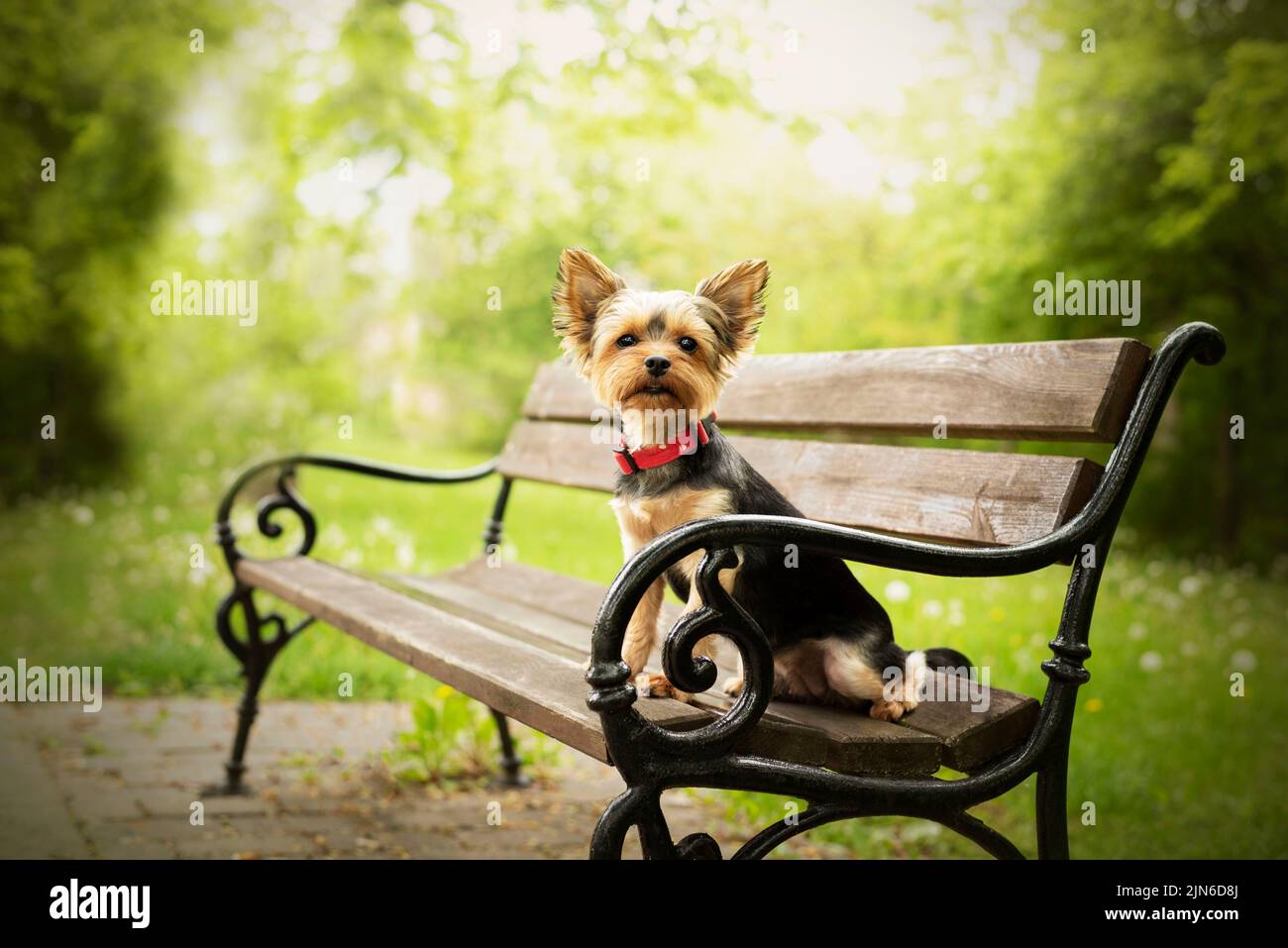 Yorkshire Terrier sitzt auf einer Bank im Schlossgarten. Stockfoto