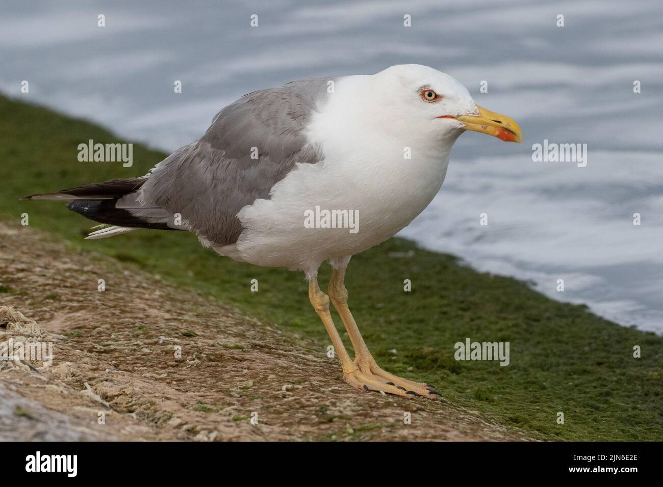 Angry Yellow Legged Gull, Farmoor Reservoir, Oxon, Großbritannien Stockfoto