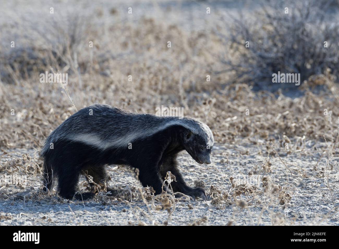 Honigdachs (Mellivora capensis), erwachsenes Männchen, auf der Suche nach Beute, Etosha National Park, Namibia, Afrika Stockfoto