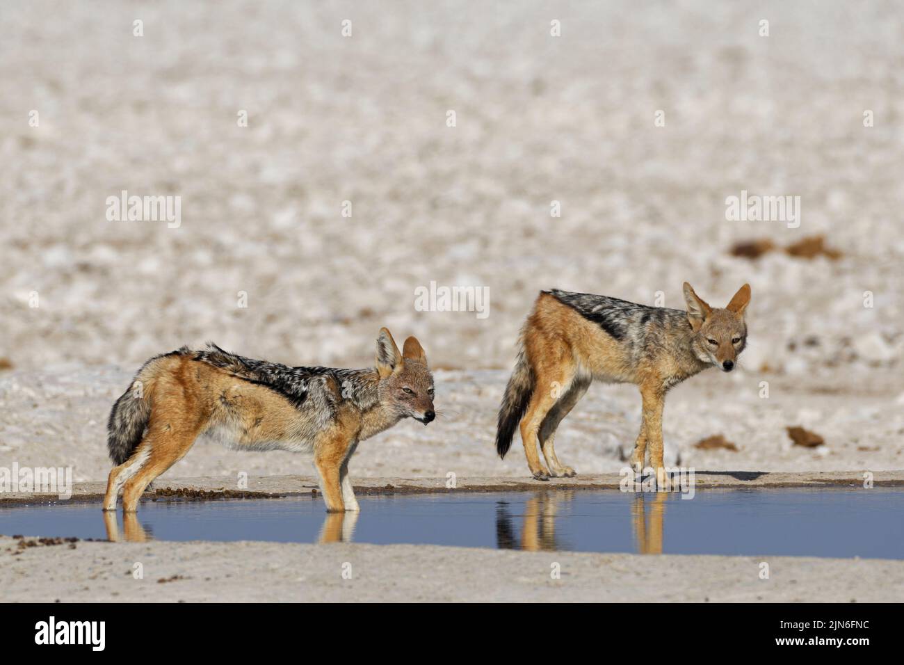 Schwarzrückenschakale (Canis mesomelas), zwei Erwachsene am Wasserloch, wachsam, einer im Wasser, Etosha National Park, Namibia, Afrika Stockfoto