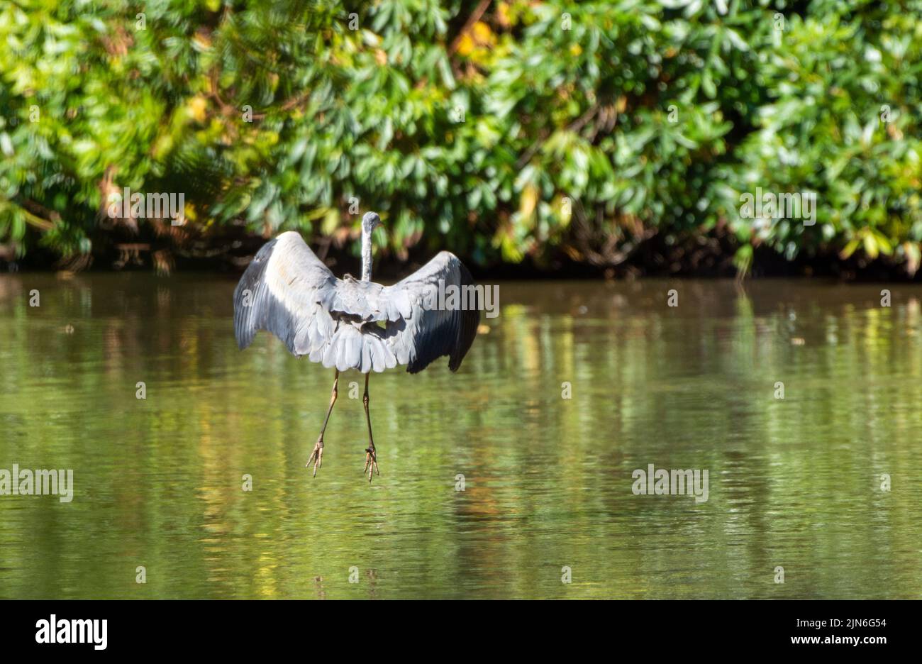 Britischer Graureiher im Flug bei Hiltingbury Lakes, Hampshire, Großbritannien Stockfoto