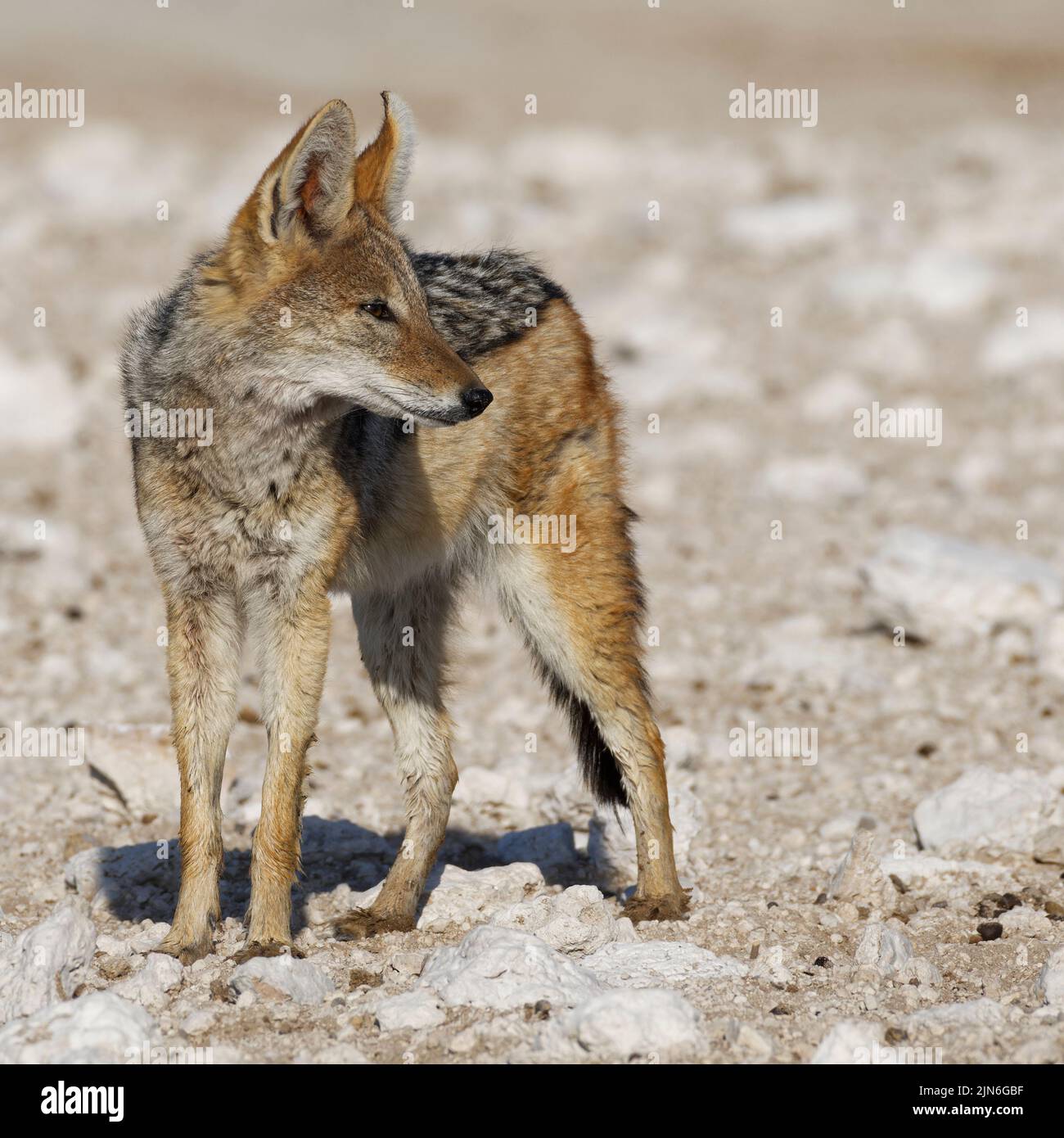 Schwarzrückenschakal (Canis mesomelas), Erwachsener auf aridem Boden, wachsam, Etosha-Nationalpark, Namibia, Afrika Stockfoto