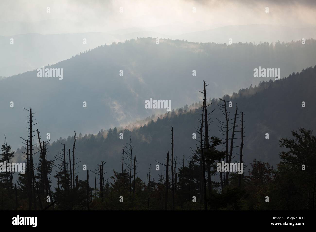 Clingmans im Great Smoky Mountains National Park Stockfoto