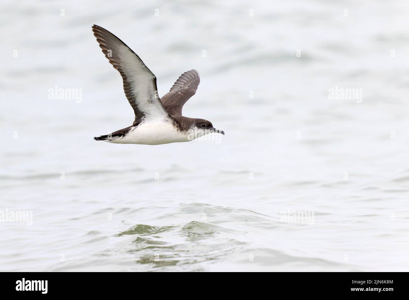 Manx Shearwater (Puffinus puffinus) im Flug am Boston Revere Beach. Stockfoto