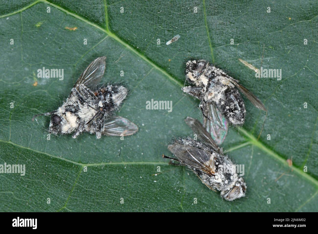 Fliegen, die durch den entomopathogenen Pilz Beauveria bassiana getötet wurden. Infizierte Insekten sind mit einem weißen Schimmel bedeckt. Stockfoto