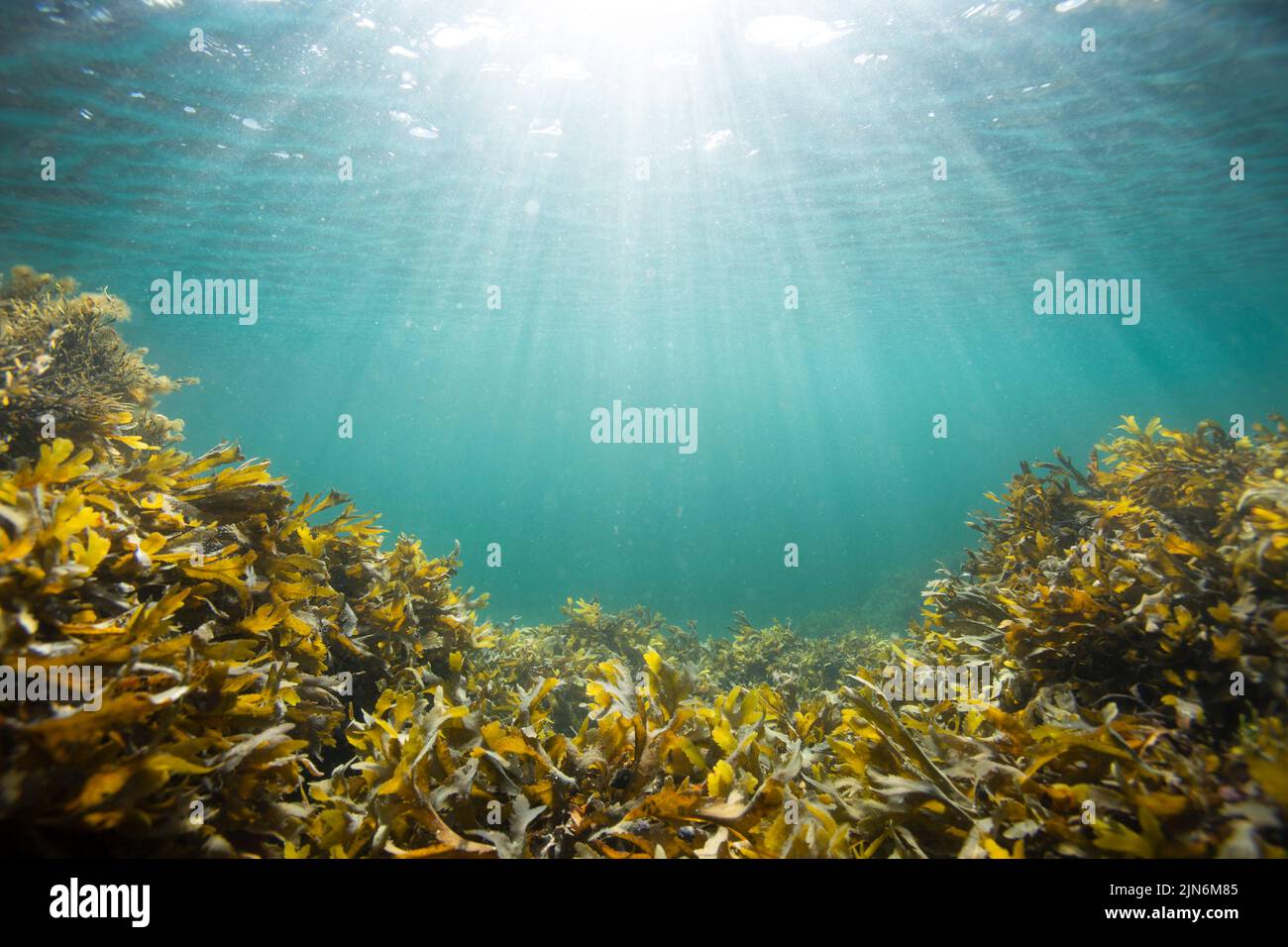 Unterwasseransicht von Seetang mit Sonnenstrahlen und blauem Wasser. Stockfoto