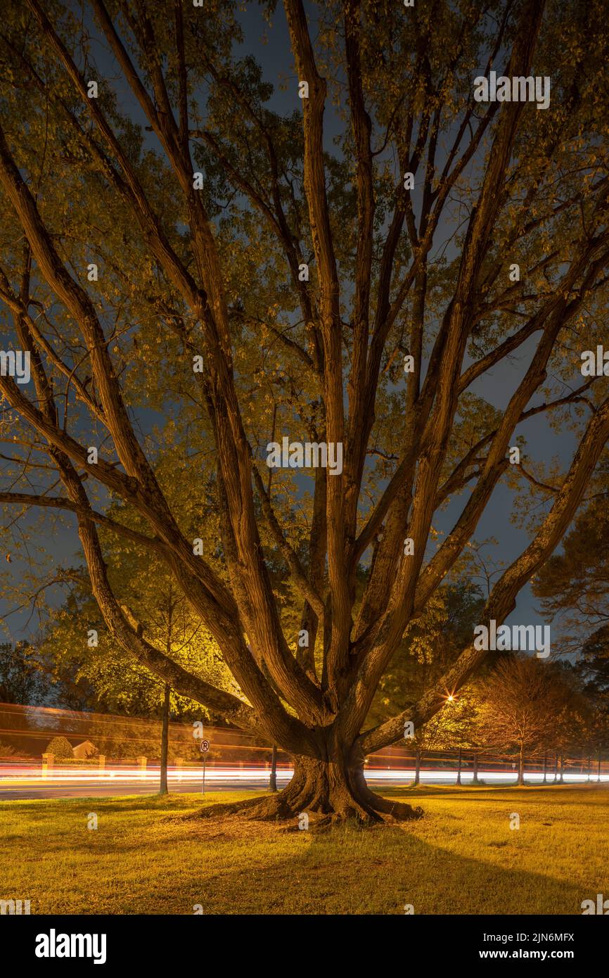Northern Red Oak in Atlanta, Georgia Stockfoto