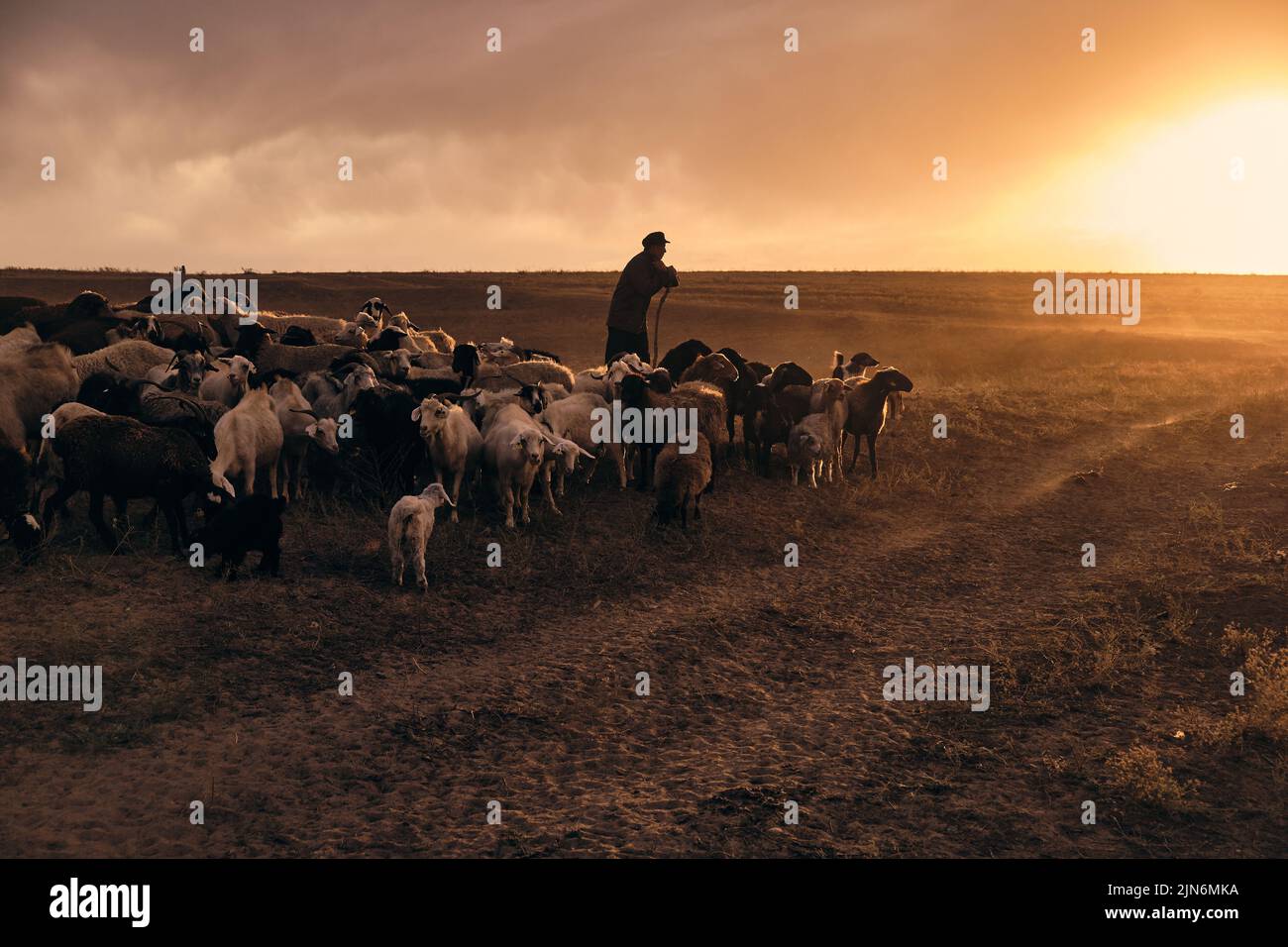 Ein Hirte junger Mann mit einem Stock, Hirten Schafe und Widder in t Stockfoto
