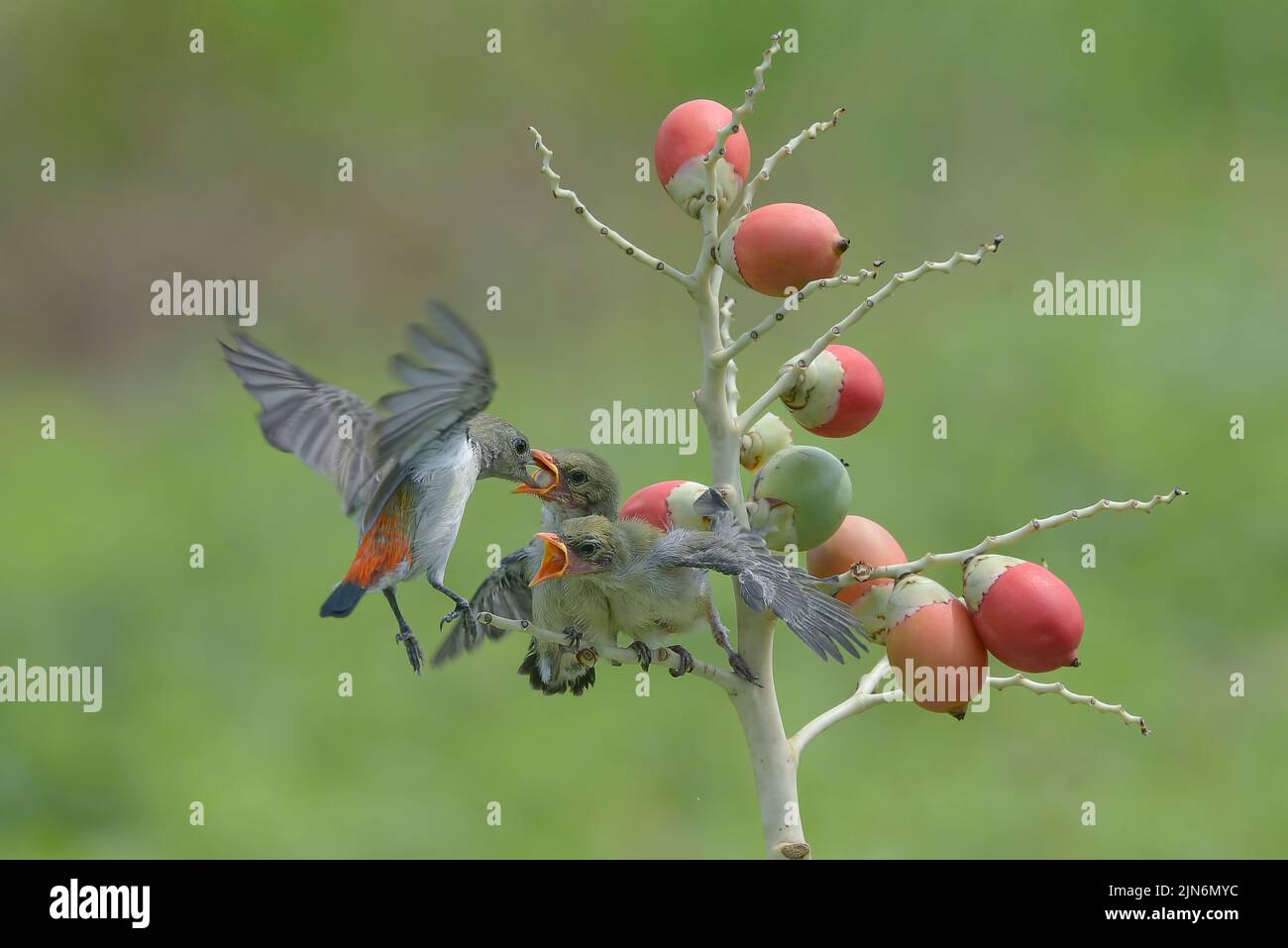 Weibliche scharlachköpfige Blütenpecker bringen ihren Küken Nahrung Stockfoto