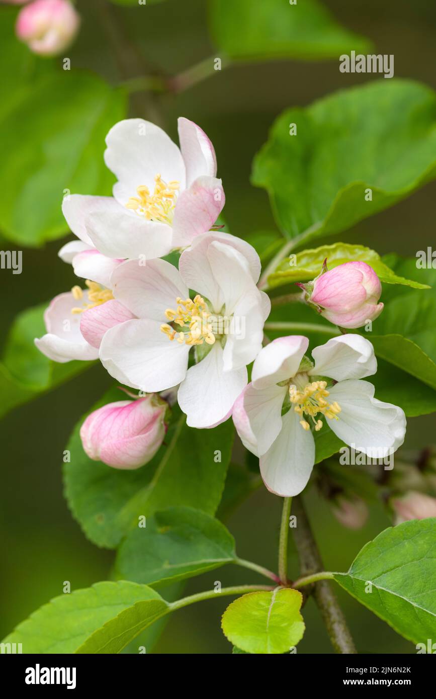 Europäischer Krebsapfel (Malus sylvestris) blüht im Frühjahr in den Quantock Hills, Somerset, England. Stockfoto