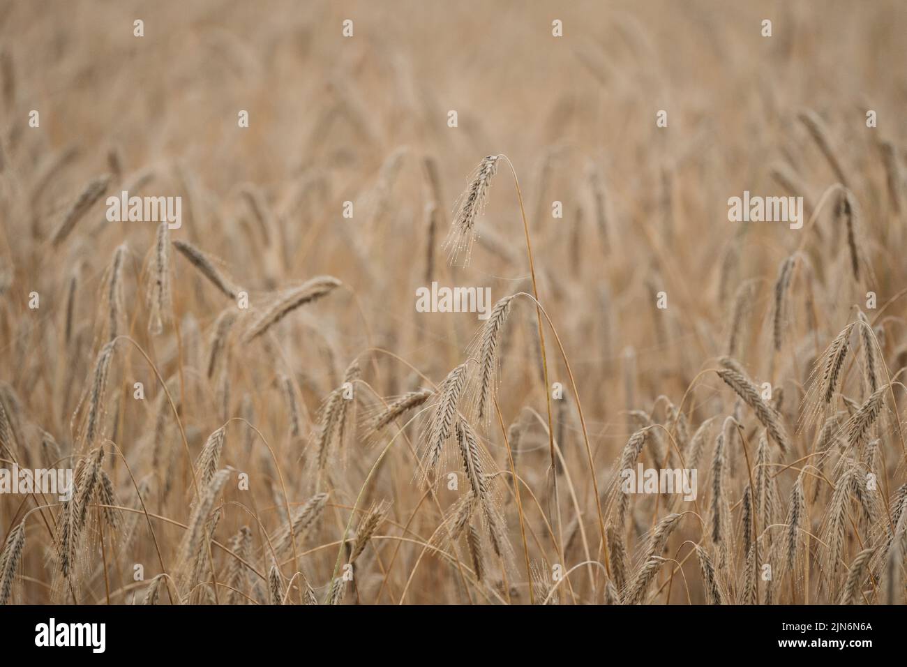Schwere Weizenohren, die sich an einem Sommermorgen verbiegen Stockfoto