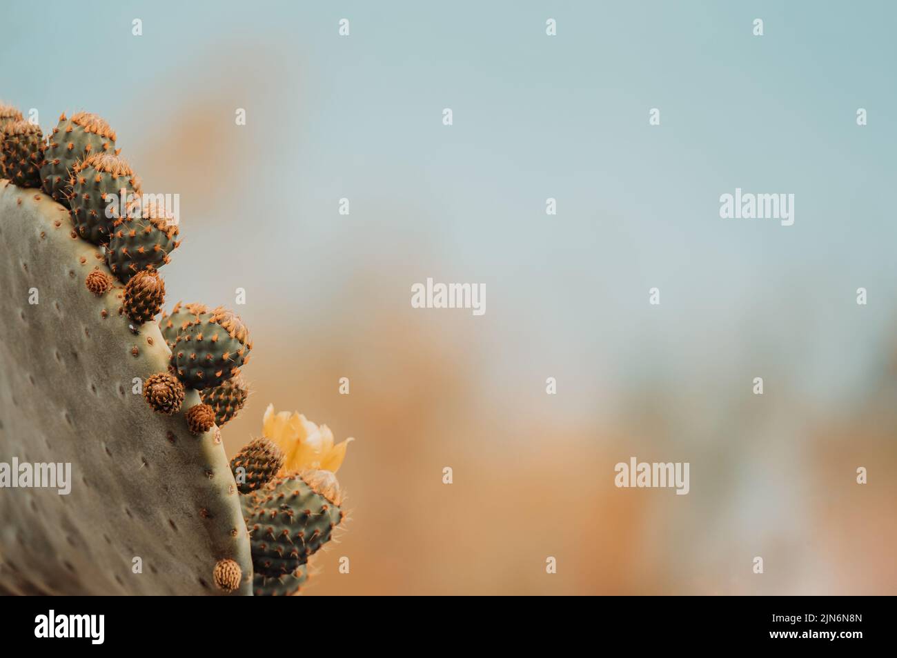 Ästhetischer Hintergrund mit einem blühenden Kaktus Stockfoto