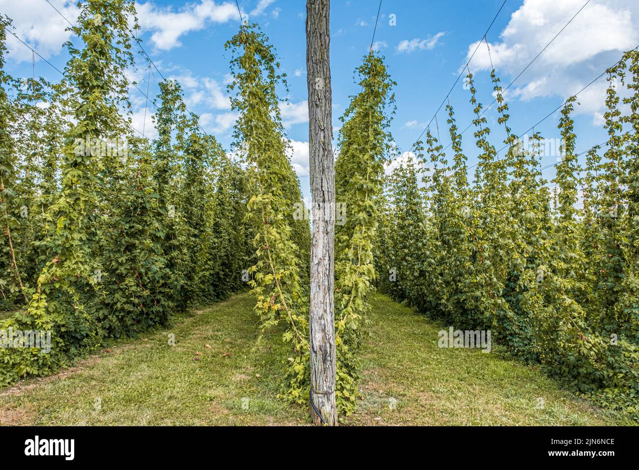 Bio-Hopfen wächst auf einem Bio-Bauernhof eine Schnur in V-Form an, während er für die Ernte reift. Stockfoto