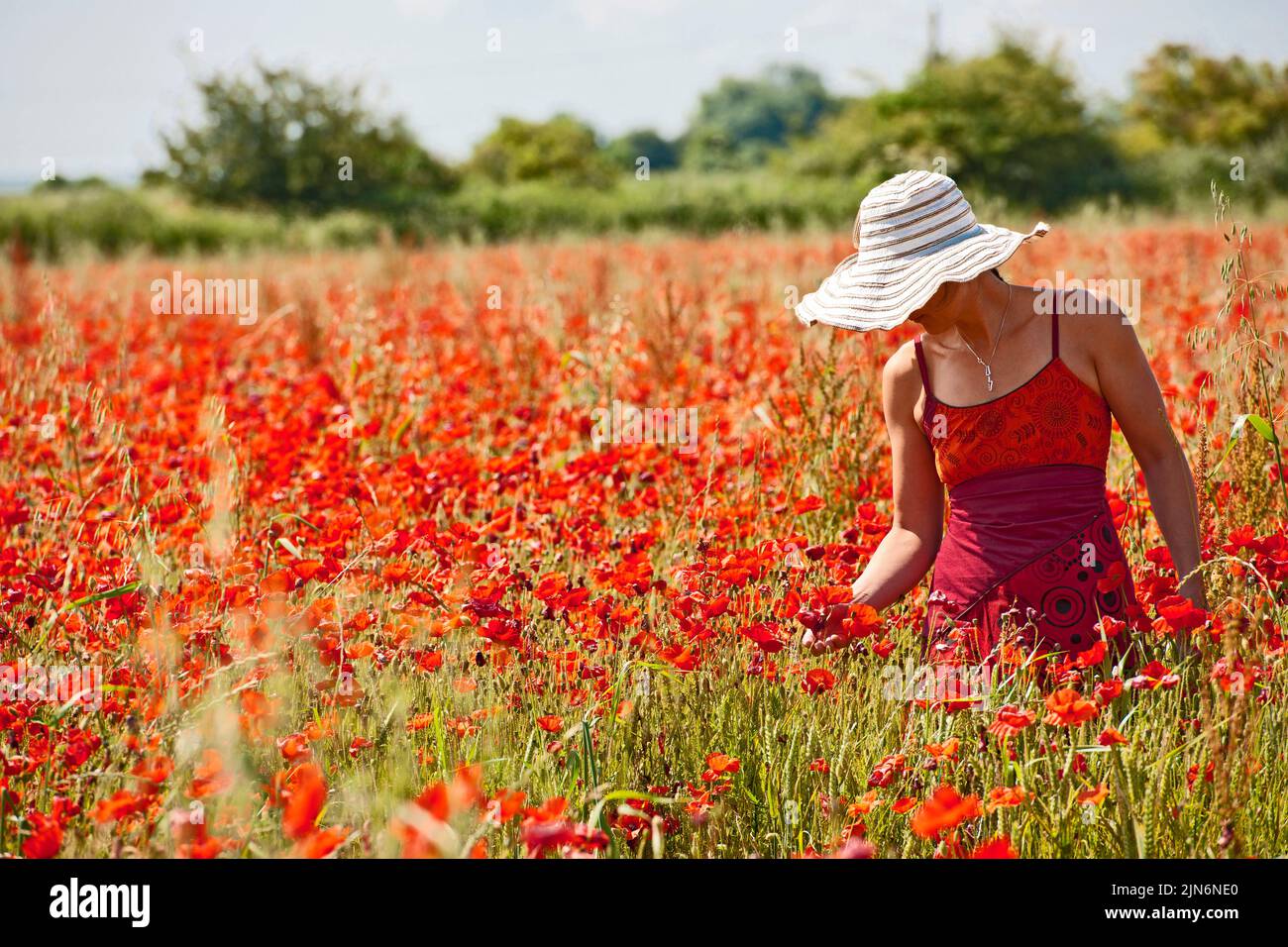 Frau im blühenden Mohnfeld in Sommerset / England Stockfoto