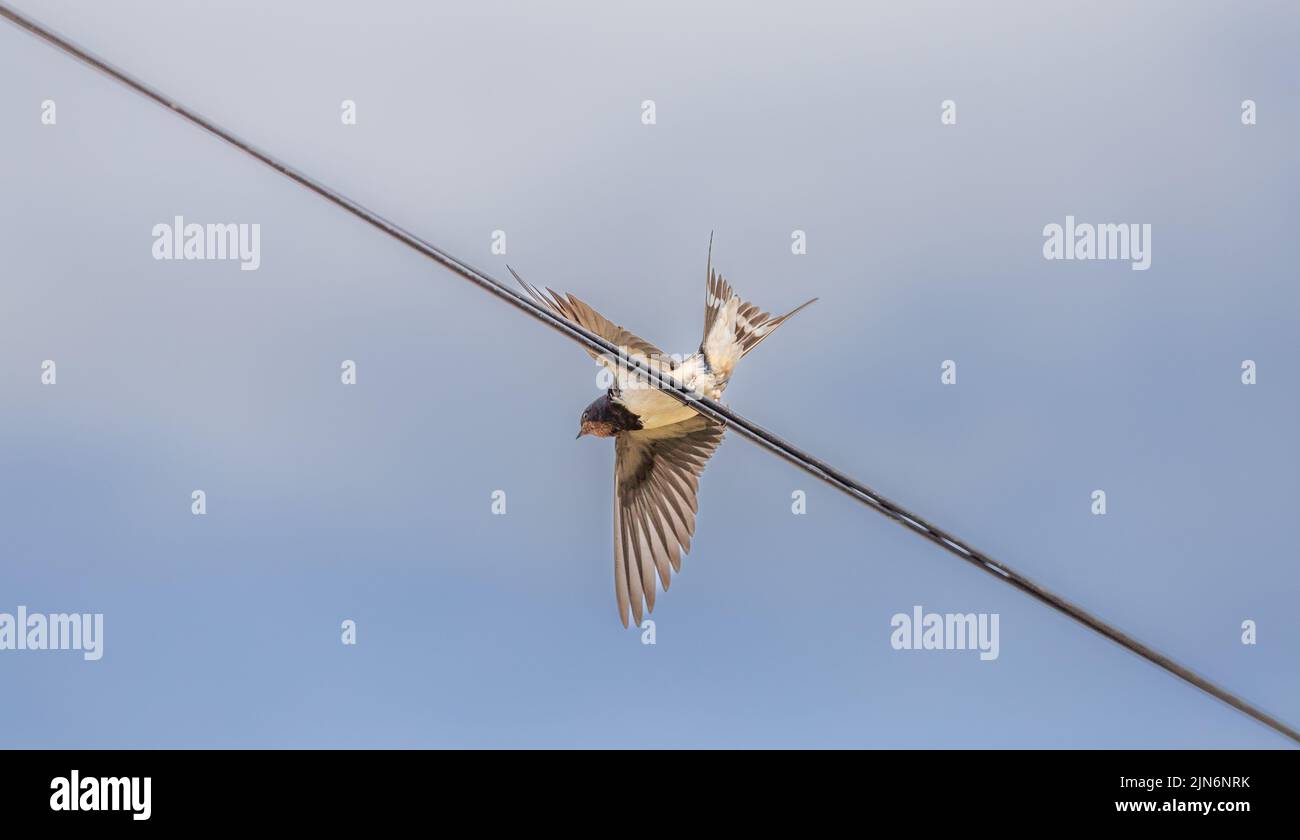 Eine einzelne Schwalbe fliegt von einem Deckenkabel in Baildon, Yorkshire, England, aus. Stockfoto