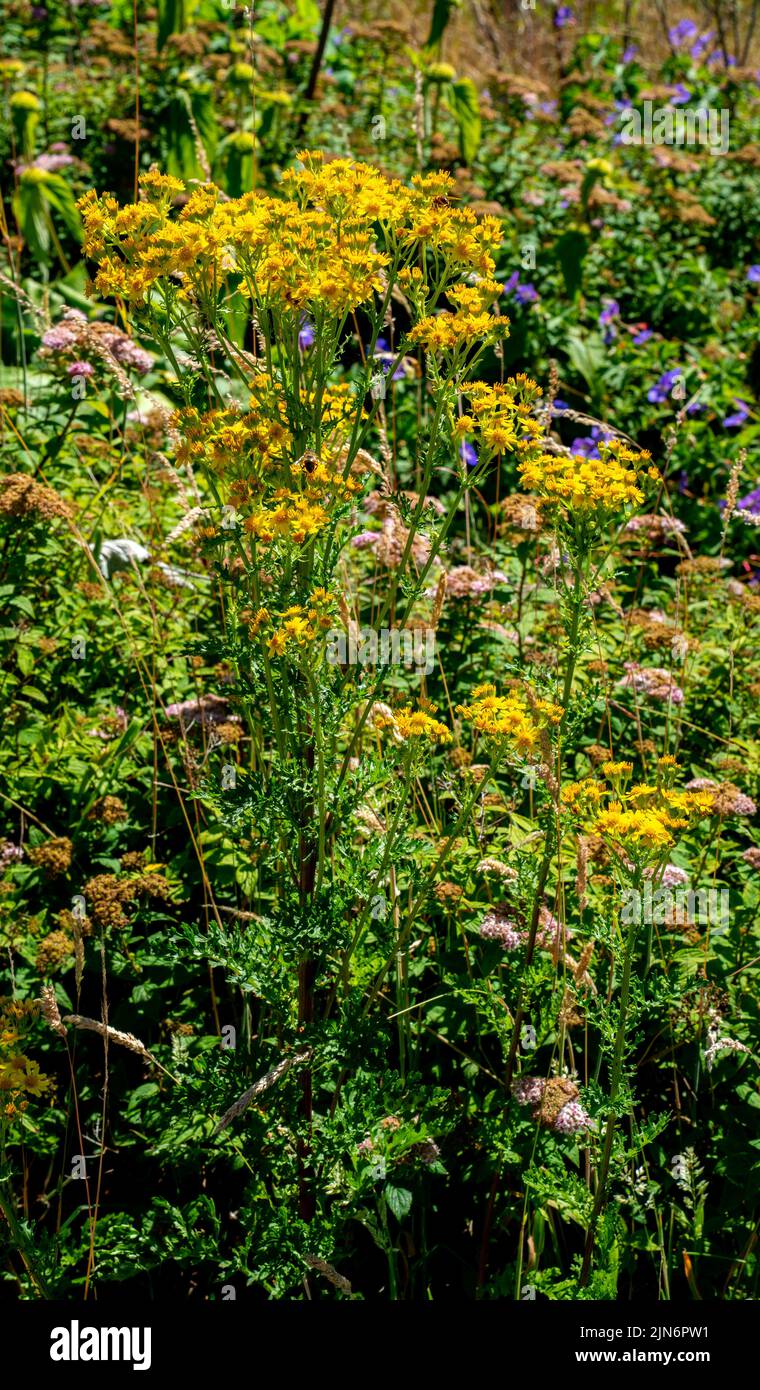 Nahaufnahme von Ragwort (jacobaea vulgaris) Stockfoto