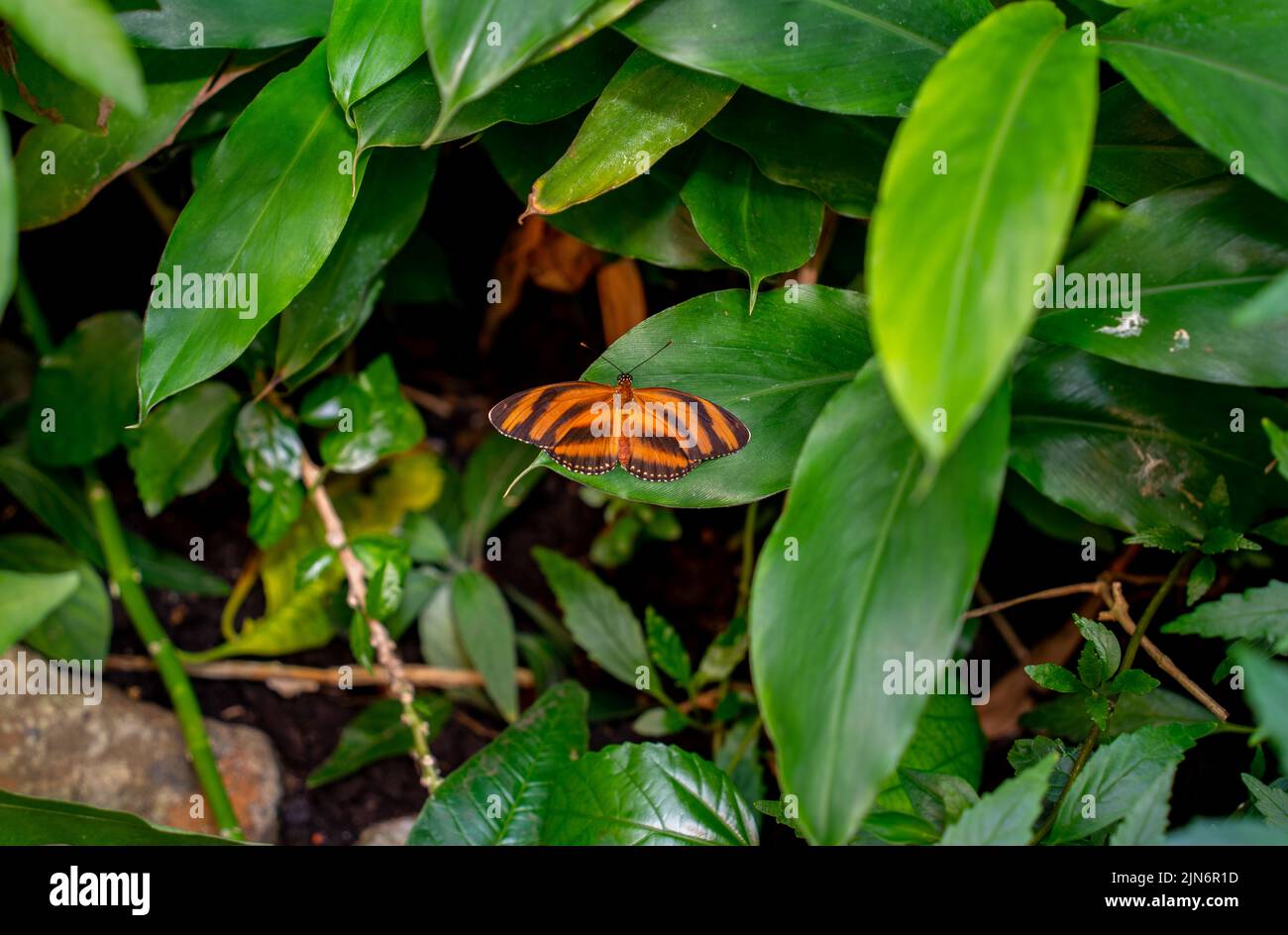 Nahaufnahme des Schmetterlings des orangen Tigers (Drydula phaetusa) Stockfoto