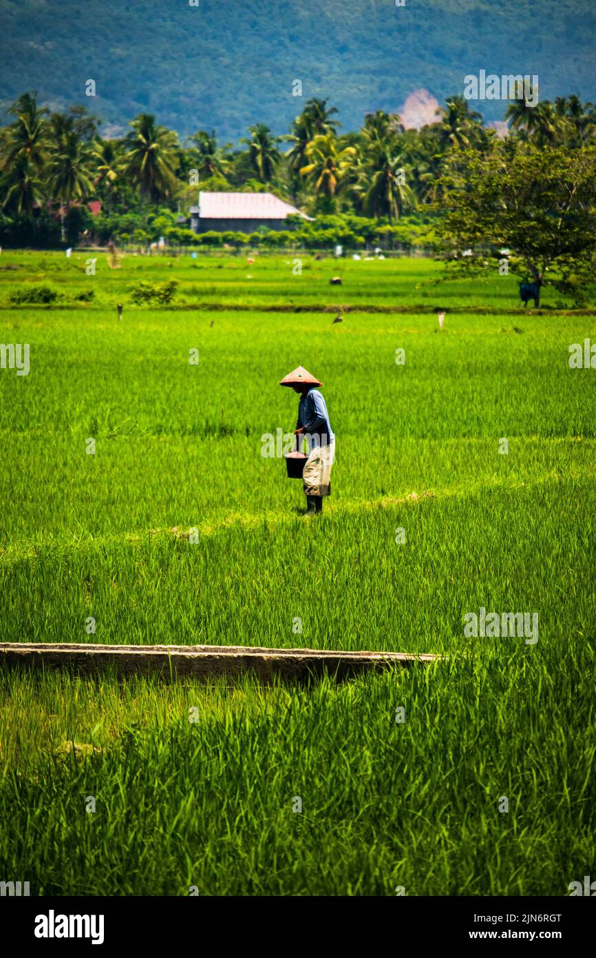Foto eines Bauern, der Dünger auf einem Reisfeld aussaat, Aceh, Indonesien. Stockfoto