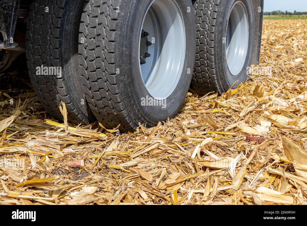 Reifen für landwirtschaftliche Getreidefahrzeuge im Maisfeld. Landwirtschaft, Landwirtschaft, LKW-Arbeitsplätze und Bodenverdichtung Konzept Stockfoto