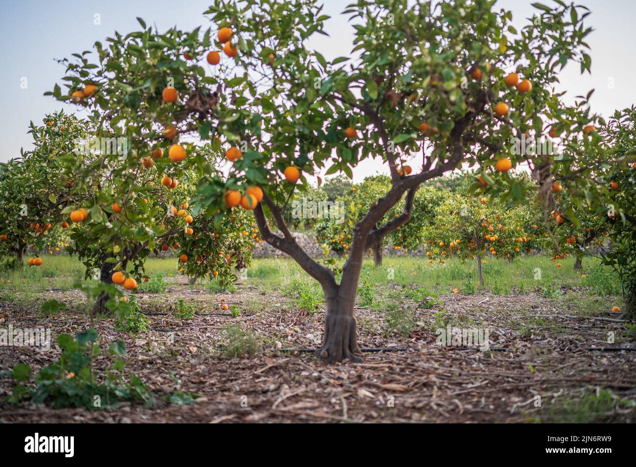 Orangenbaumfelder in der ländlichen Gegend von Altea, Alicante, Spanien Stockfoto