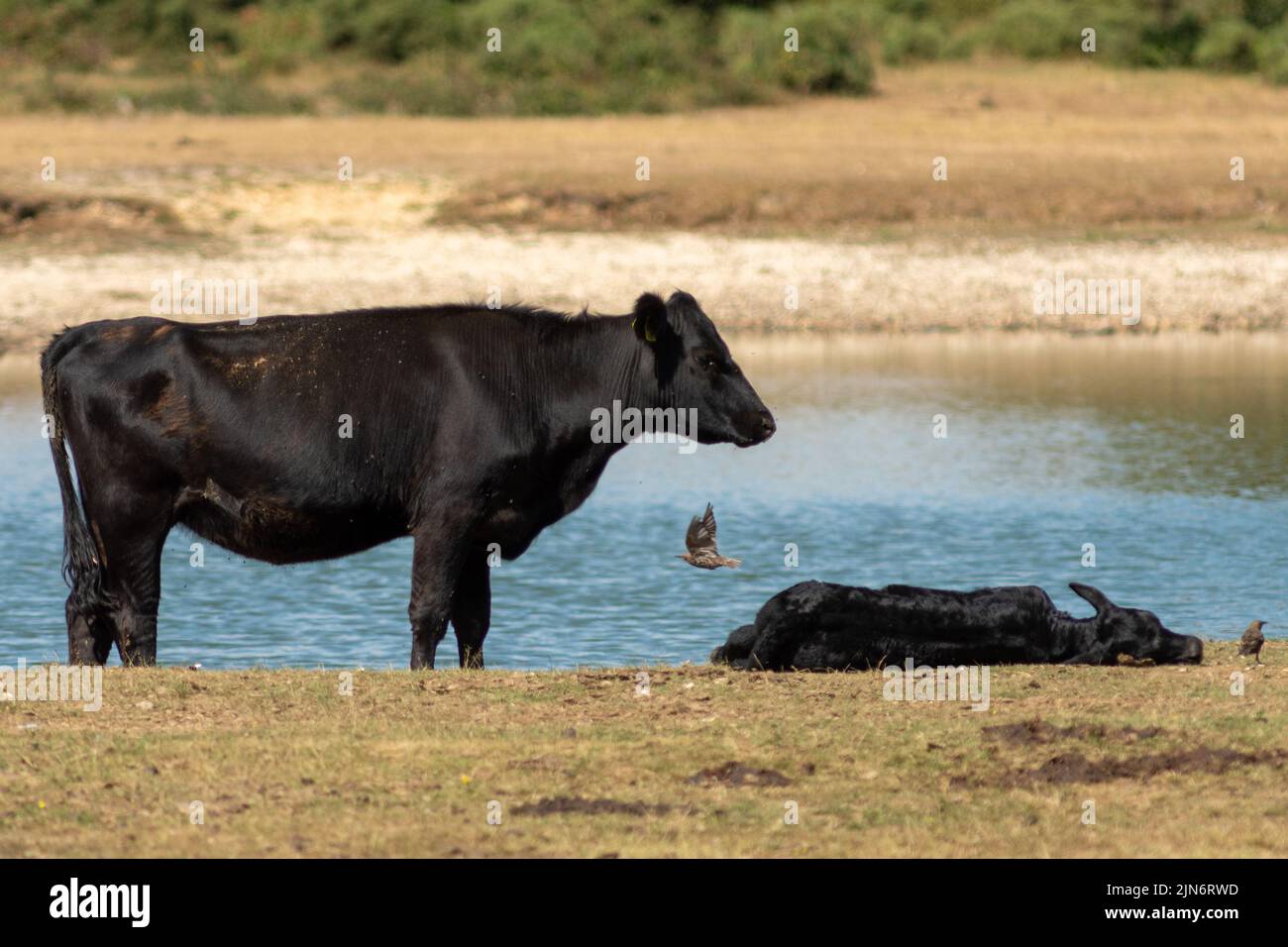 Kühe und Vögel, die am Niedrigwasserstand des Janesmoor Pond nebeneinander leben. Wetter: Heißer und sonniger Nachmittag im langen trockenen Sommer, Hitzewelle. Fritham, New Forest, Hampshire, Großbritannien, 9. August 2022 Stockfoto