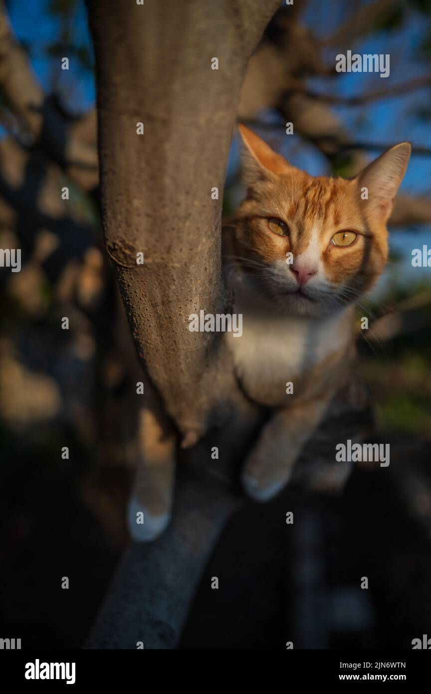 Katze auf Baumzweig in ländlichen Haus Hinterhof Stockfoto