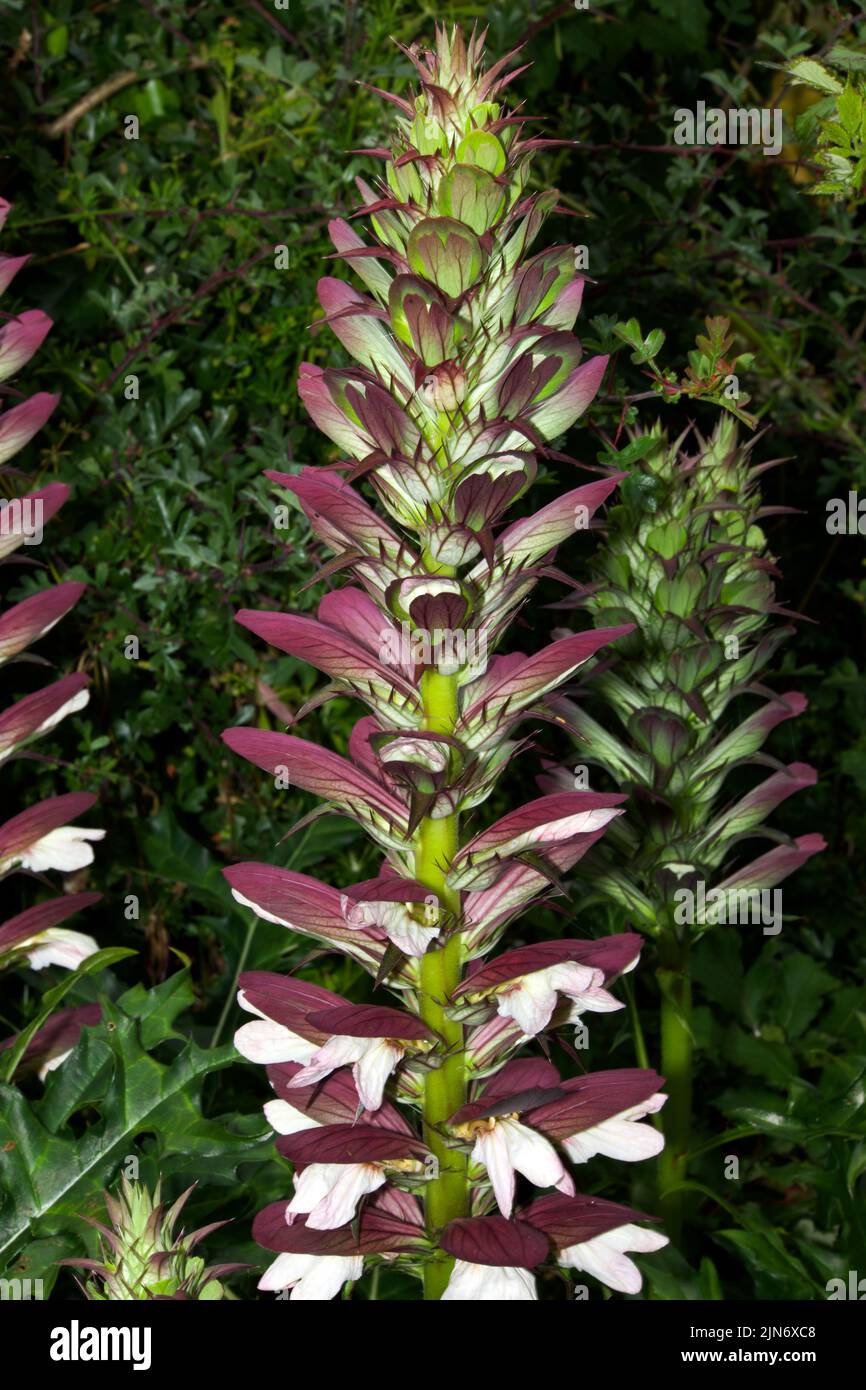 Acanthus spinosus (Stachelbärenbreech) ist in Südeuropa von Italien bis in die Westtürkei beheimatet, wo er in Waldrändern und Buschland wächst. Stockfoto