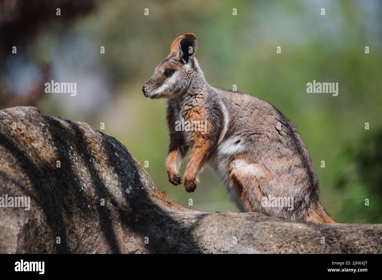 Ganzkörperportrait eines niedlichen Felswallabys auf einem Felsen bei Tageslicht Stockfoto