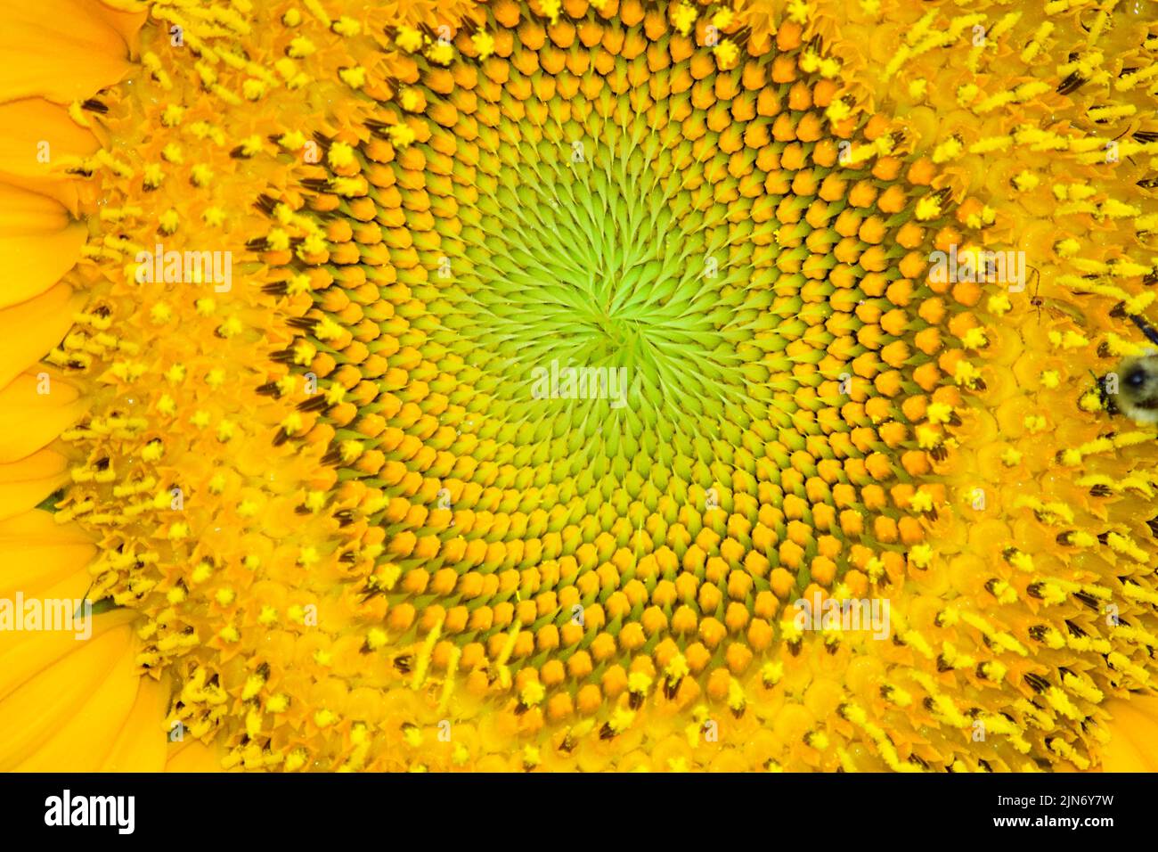 Eine Nahaufnahme einer Mammoth Sunflower Stockfoto