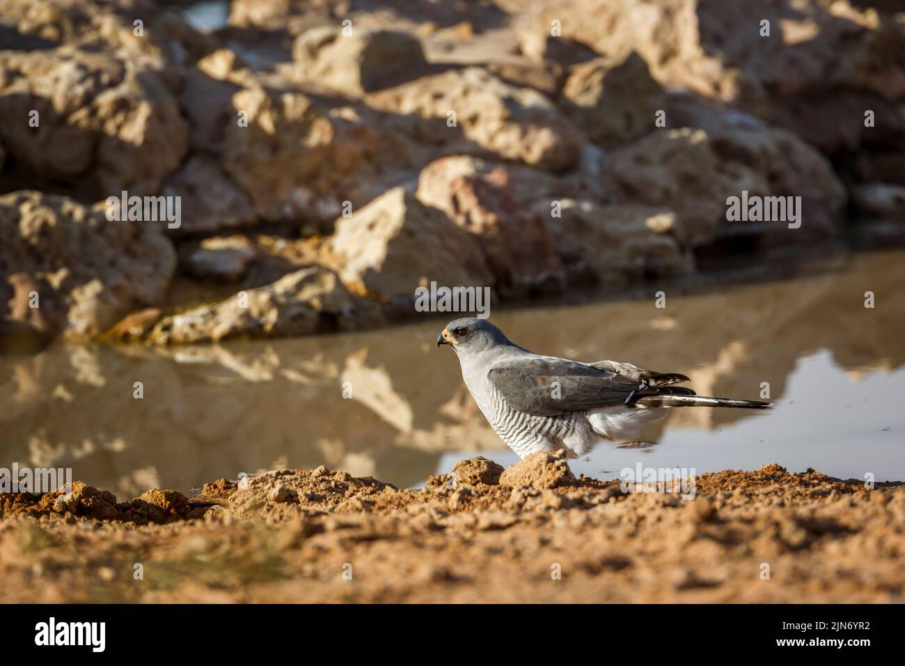 Blasse Gesänge-Goshawk, die am Wasserloch im Kgalagadi Transfrontier Park, Südafrika, stehen; Art Melierax canorus Familie von Accipitridae Stockfoto