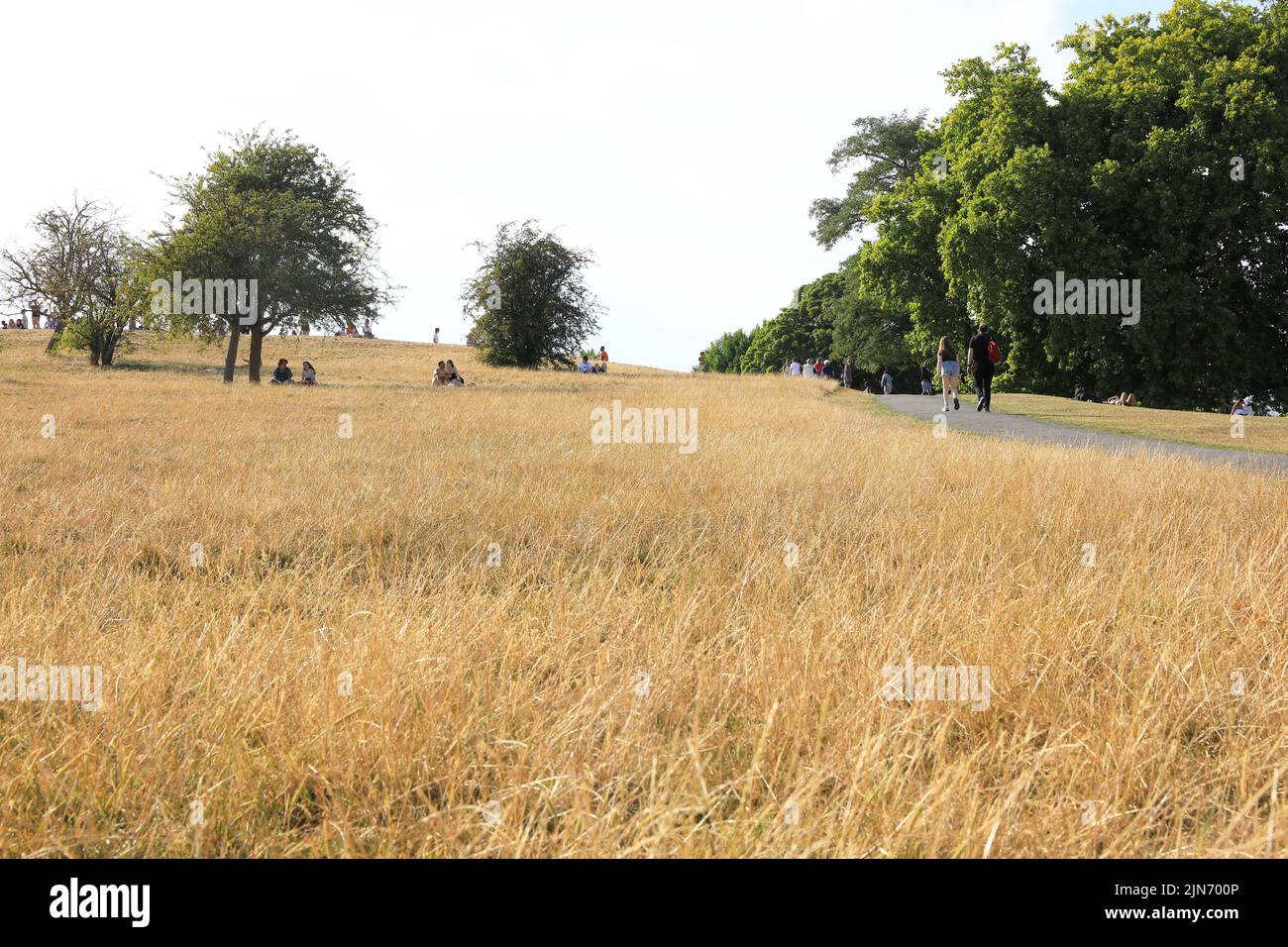 London, 9. 2022. August. Nach einer der trockensten Julys seit Jahrzehnten sieht Primrose Hill im Norden Londons mehr wie ein Heufeld aus. Das Met Office hat eine bernsteinfarbene Wetterwarnung ausgegeben, da die Temperaturen wieder auf 40 Grad ansteigen. Kredit : Monica Wells/Alamy Live Nachrichten Stockfoto