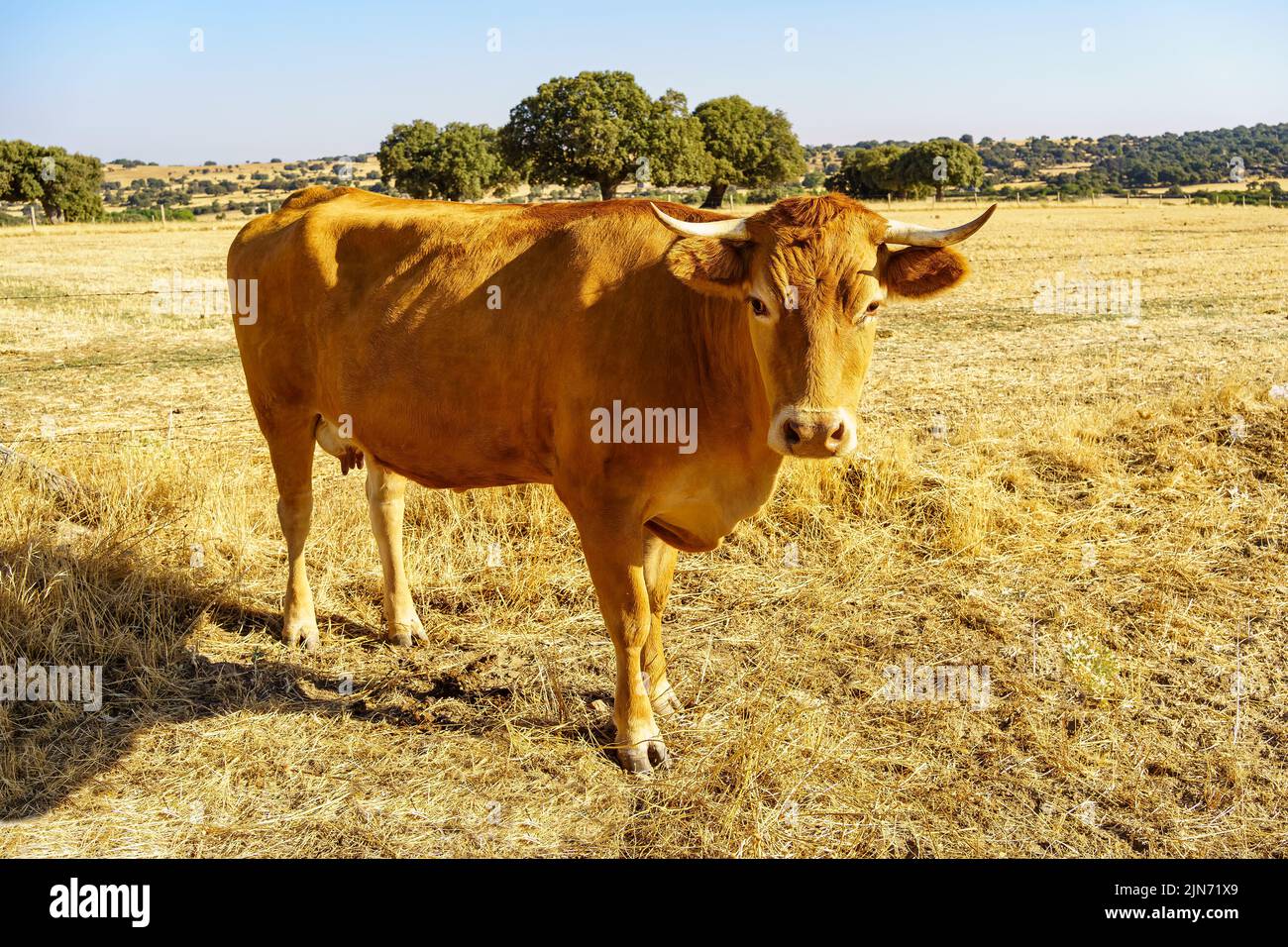 Kuh starrt an einem Sommertag in einem frisch geernteten Getreidefeld auf die Kamera Stockfoto