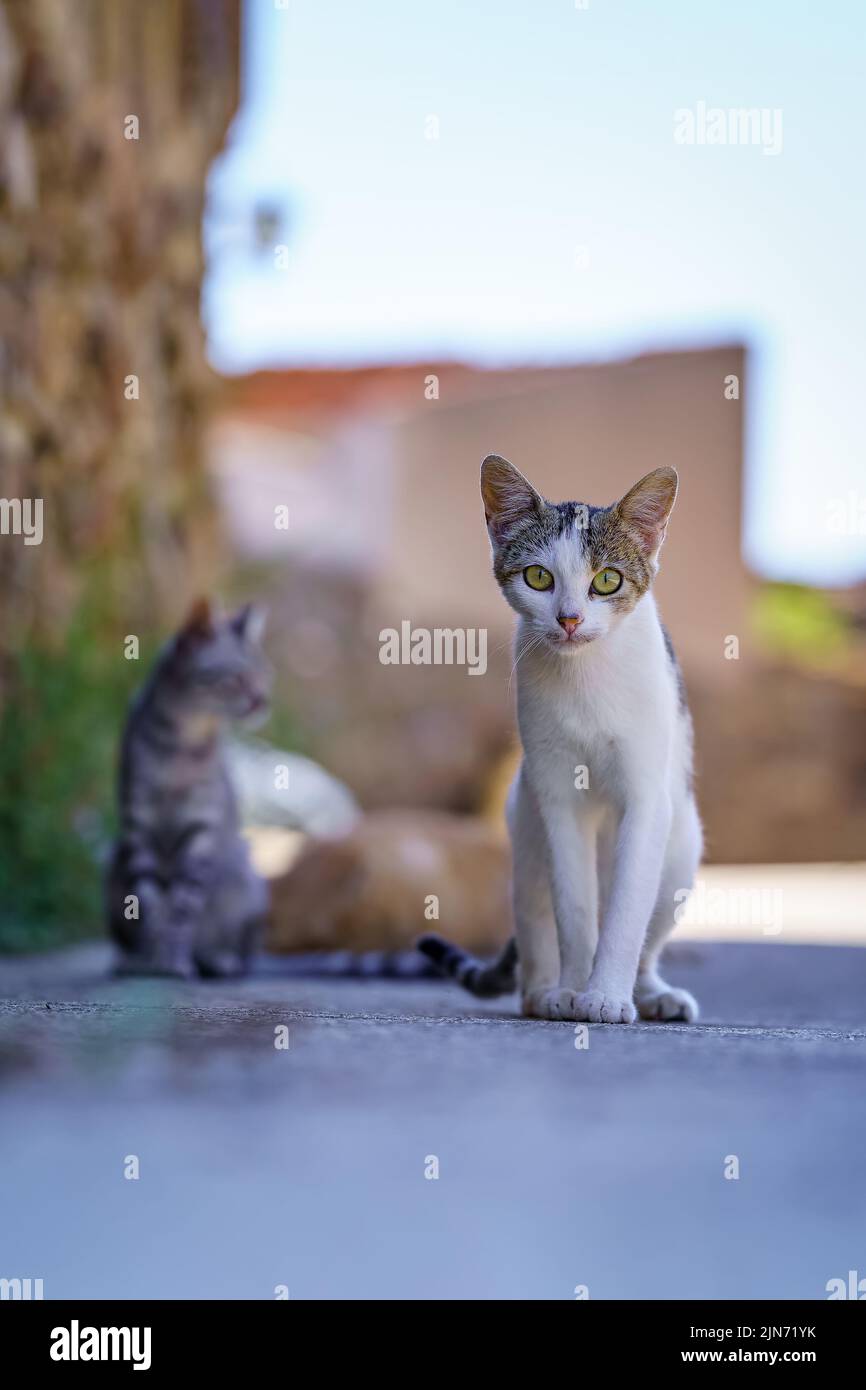 Coole streunende Katze, die in einem alten Dorf aus Steinhäusern die Kamera anschaut. Stockfoto