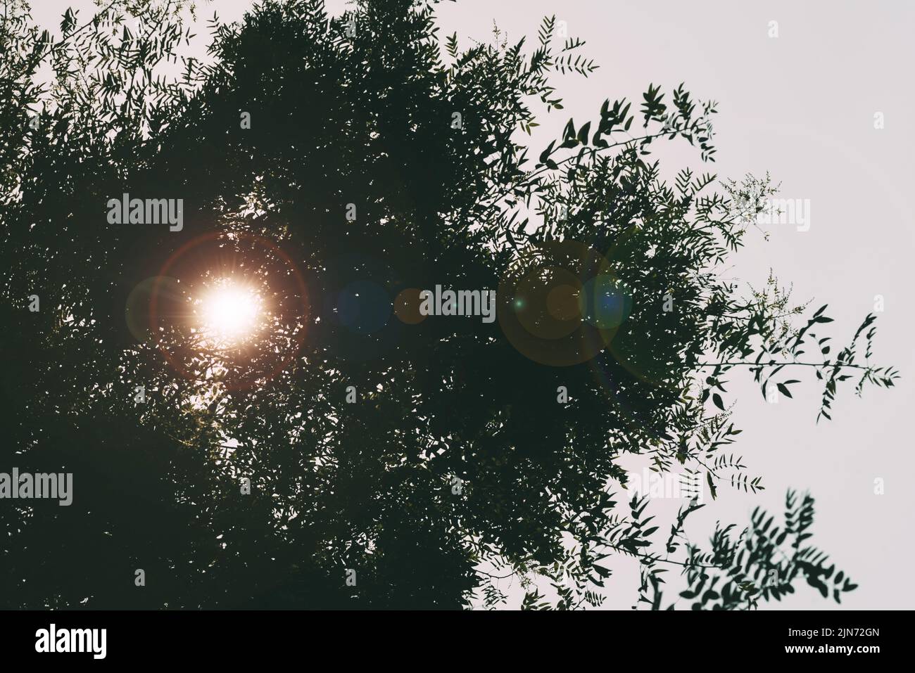 Im Sommer flackert die Sonnenlinse durch grünes Laub Stockfoto