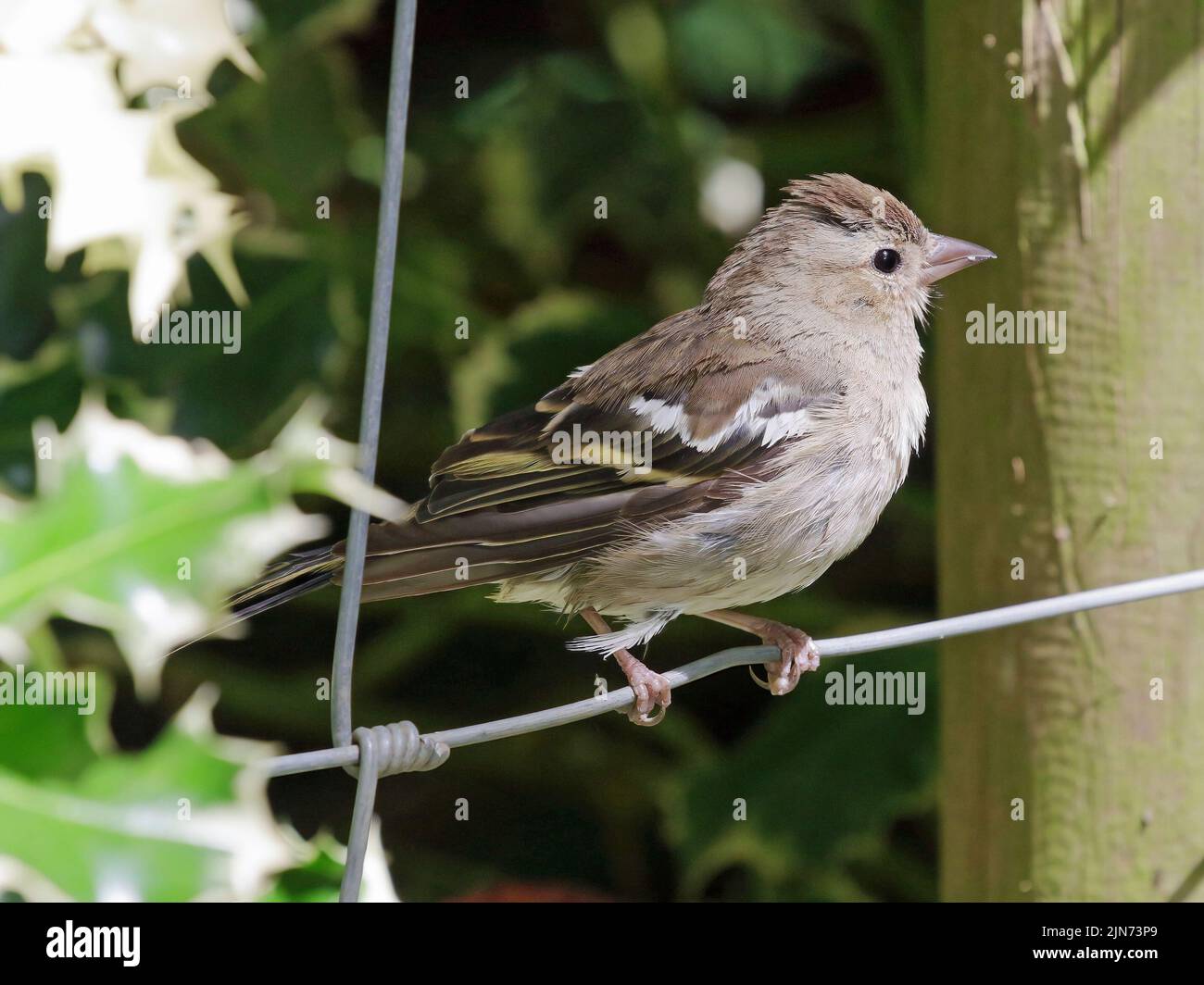 Ein weiblicher gewöhnlicher Chaffinch (Fringilla coelebs) Stockfoto