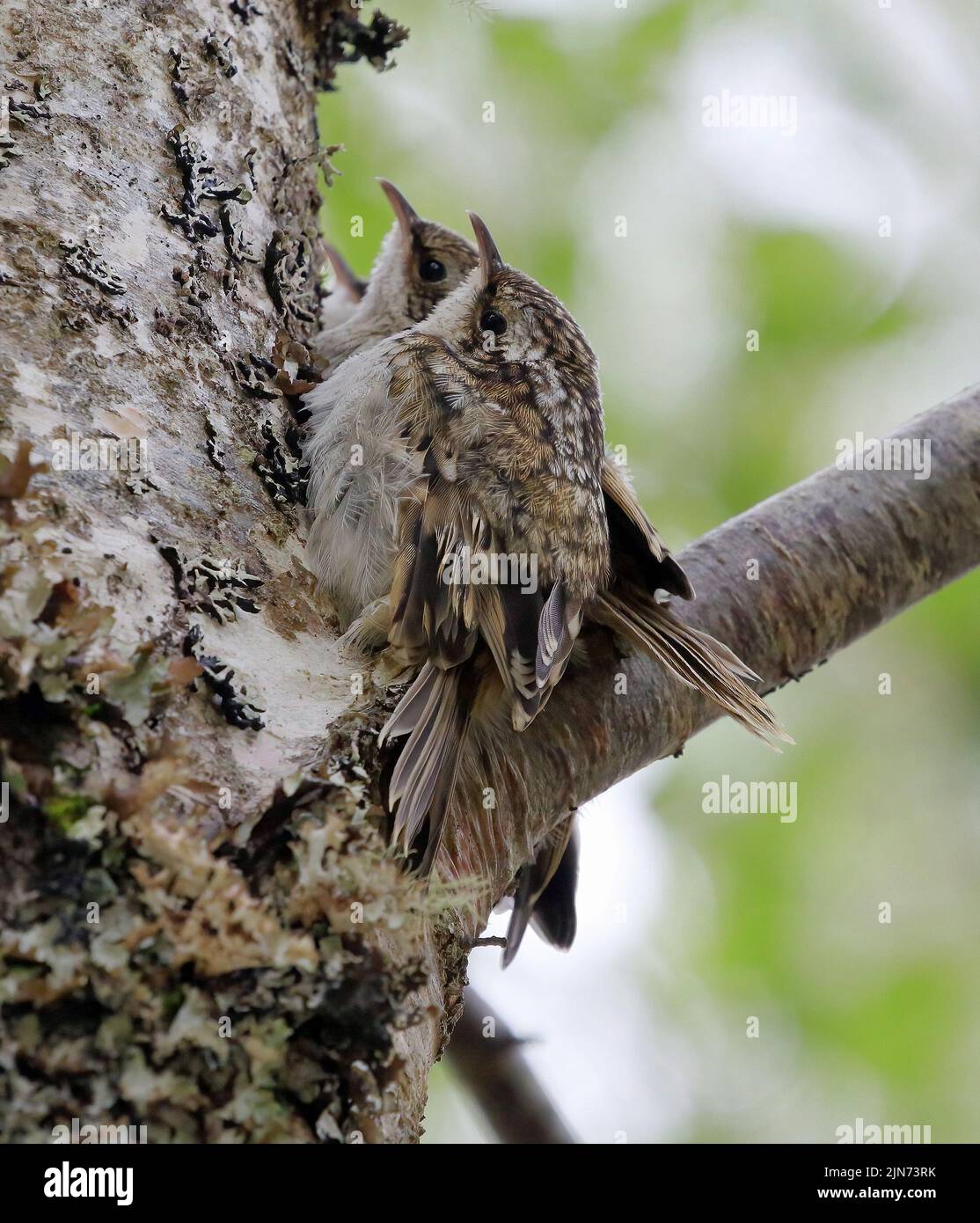 Drei junge eurasische Baumkäfer (Certhia familiaris) drängten sich in einem Baum zusammen. Stockfoto