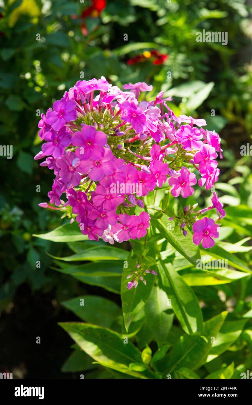 Lila-rosa Phloxe Phlox paniculata blühen im Sommer auf einem Blumenbeet im Park, selektiver Fokus Stockfoto