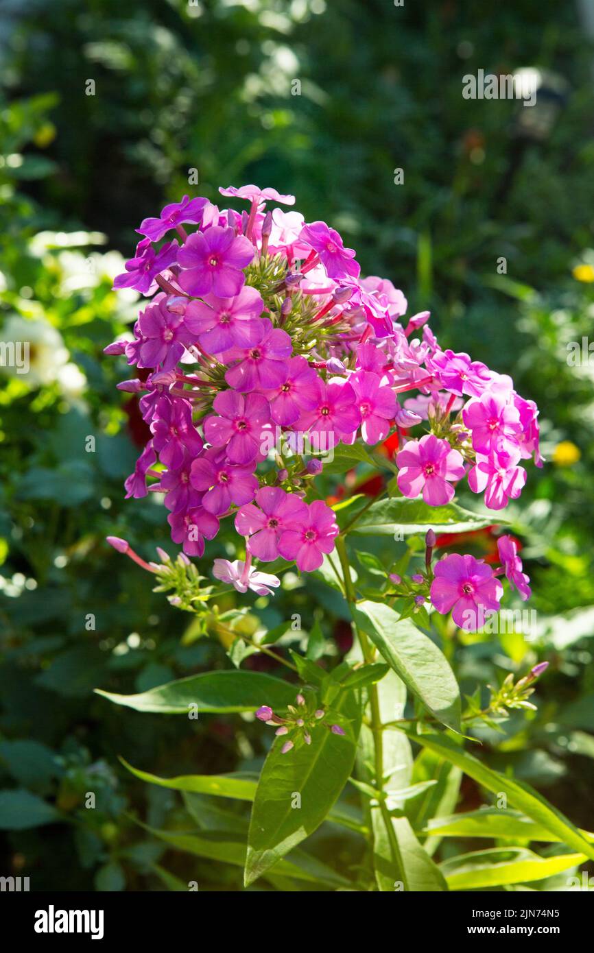 Lila-rosa Phloxe Phlox paniculata blühen im Sommer auf einem Blumenbeet im Park, selektiver Fokus Stockfoto