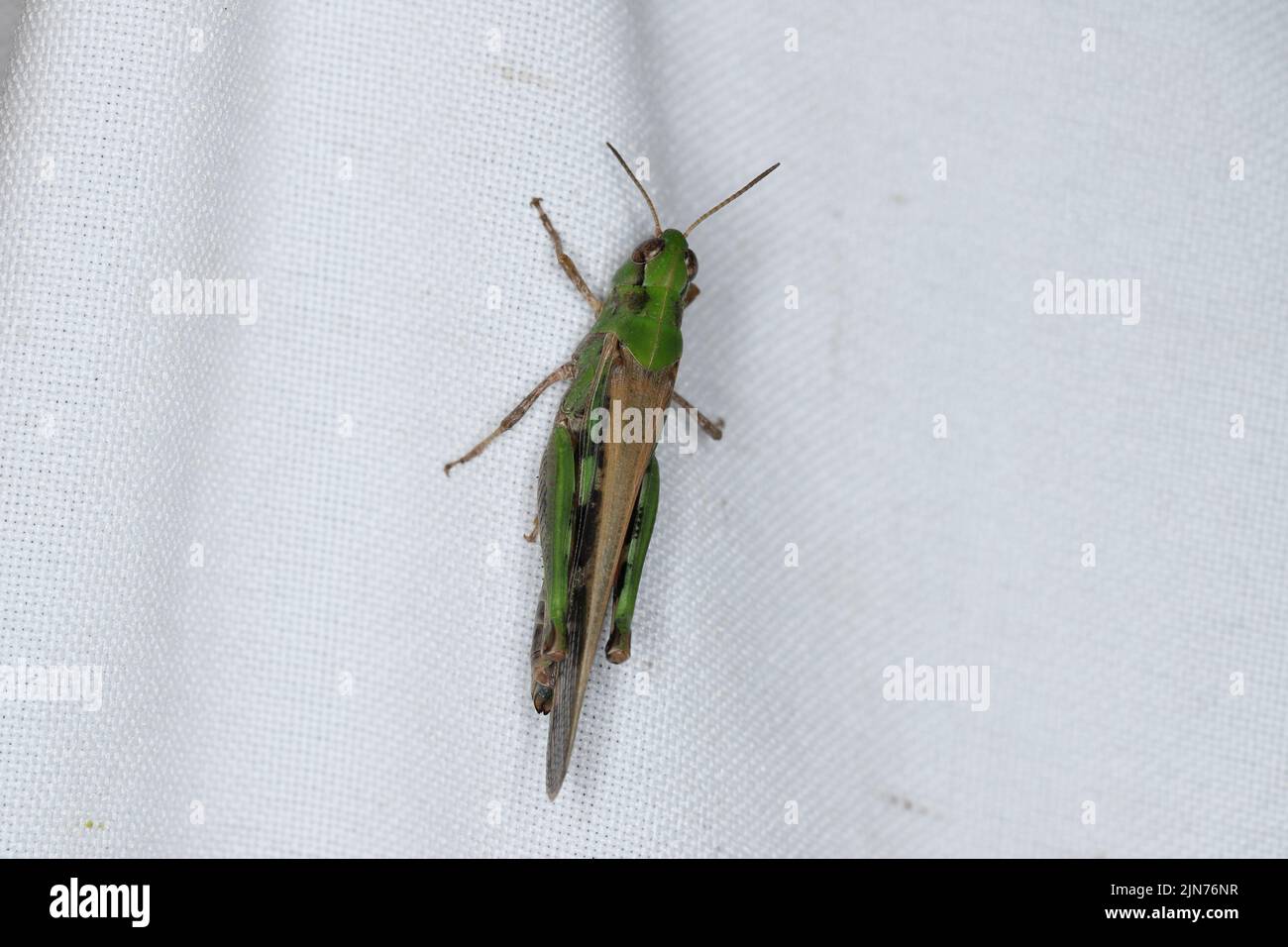Eine grüne Heuschrecke auf weißem Stoff. Stockfoto