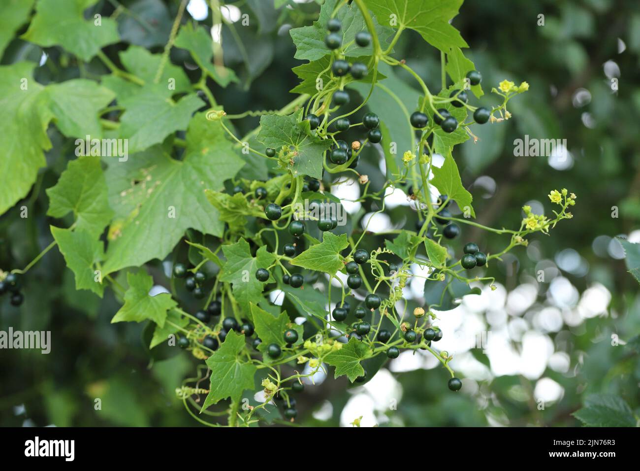 Schreinere Pflanze Bryonia alba zur Zeit des Fruchtens. Blüten einer weißen bryony eine kletternde, giftige Pflanze. Stockfoto