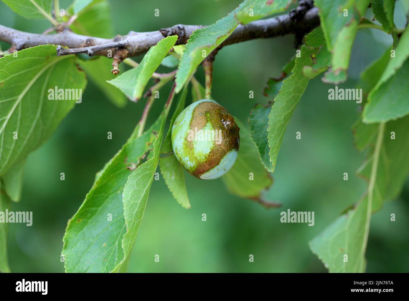 Pflaumenfrucht mit Symptomen einer Infektion, eine Pilzerkrankung. Stockfoto