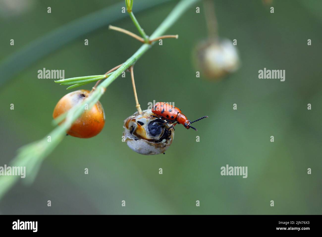 Crioceris duodecimpunctata oder Spotted Spargelkäfer ist eine Art von glänzenden Blattkäfer aus der Familie Chrysomelidae, Unterfamilie Criocerinae. Stockfoto