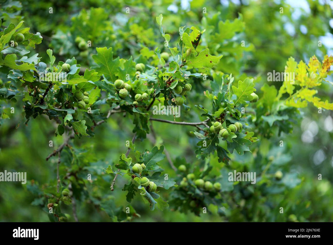Eicheln auf einem grünen, grünen Zweig einer gemeinsamen Eiche. Stockfoto