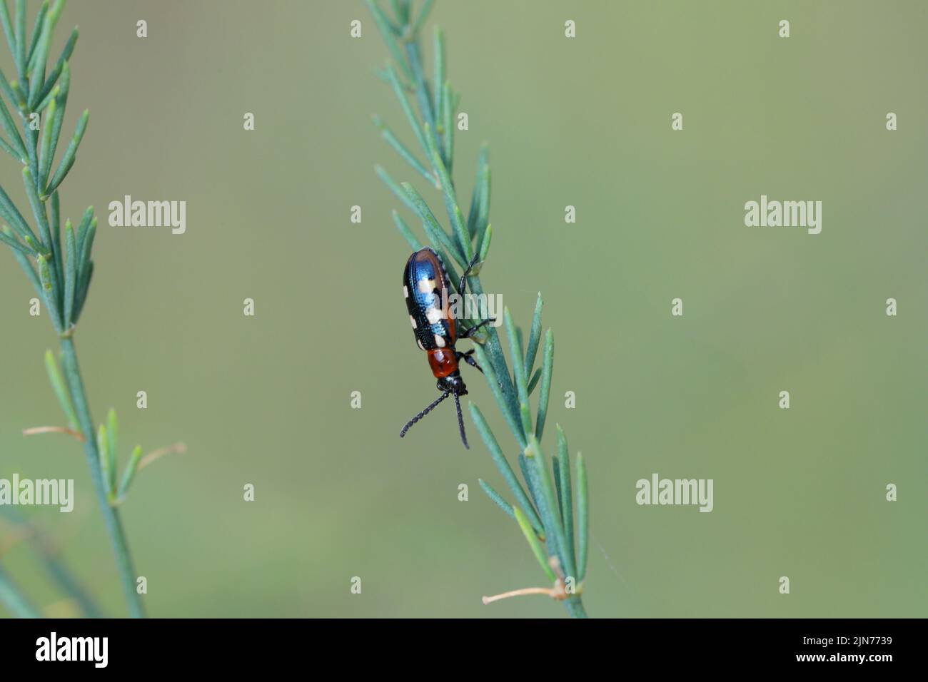 Der gewöhnliche Spargelkäfer (Crioceris asparagi) auf Spargelblättern. Es ist ein wichtiger Schädling von Spargelpflanzen. Stockfoto