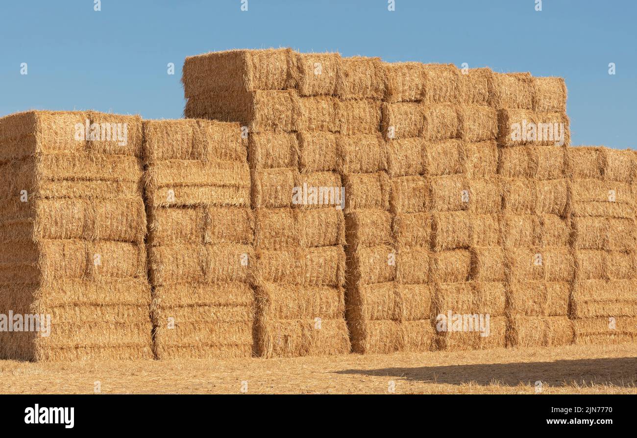 Hampshire, England, Großbritannien. 2022. Strohballen, die hoch in einer Farm in Nord-Hampshire verpackt sind, warten auf den Transport Stockfoto