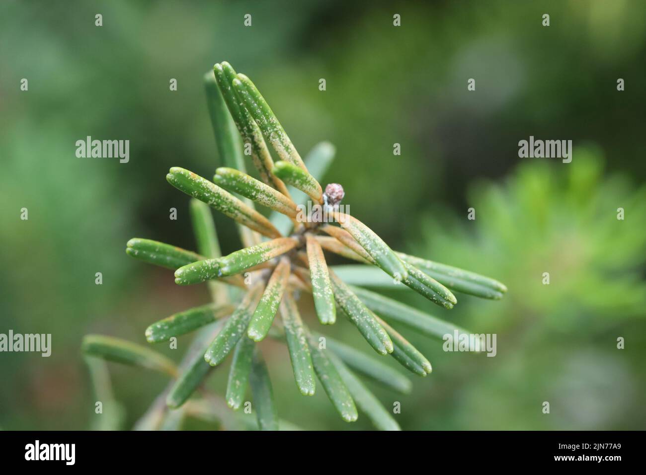 Nadeln am Tannenbaum mit Symptomen der Fütterung der Fichtenspinnenmilbe (Oligonychus ununguis). Stockfoto