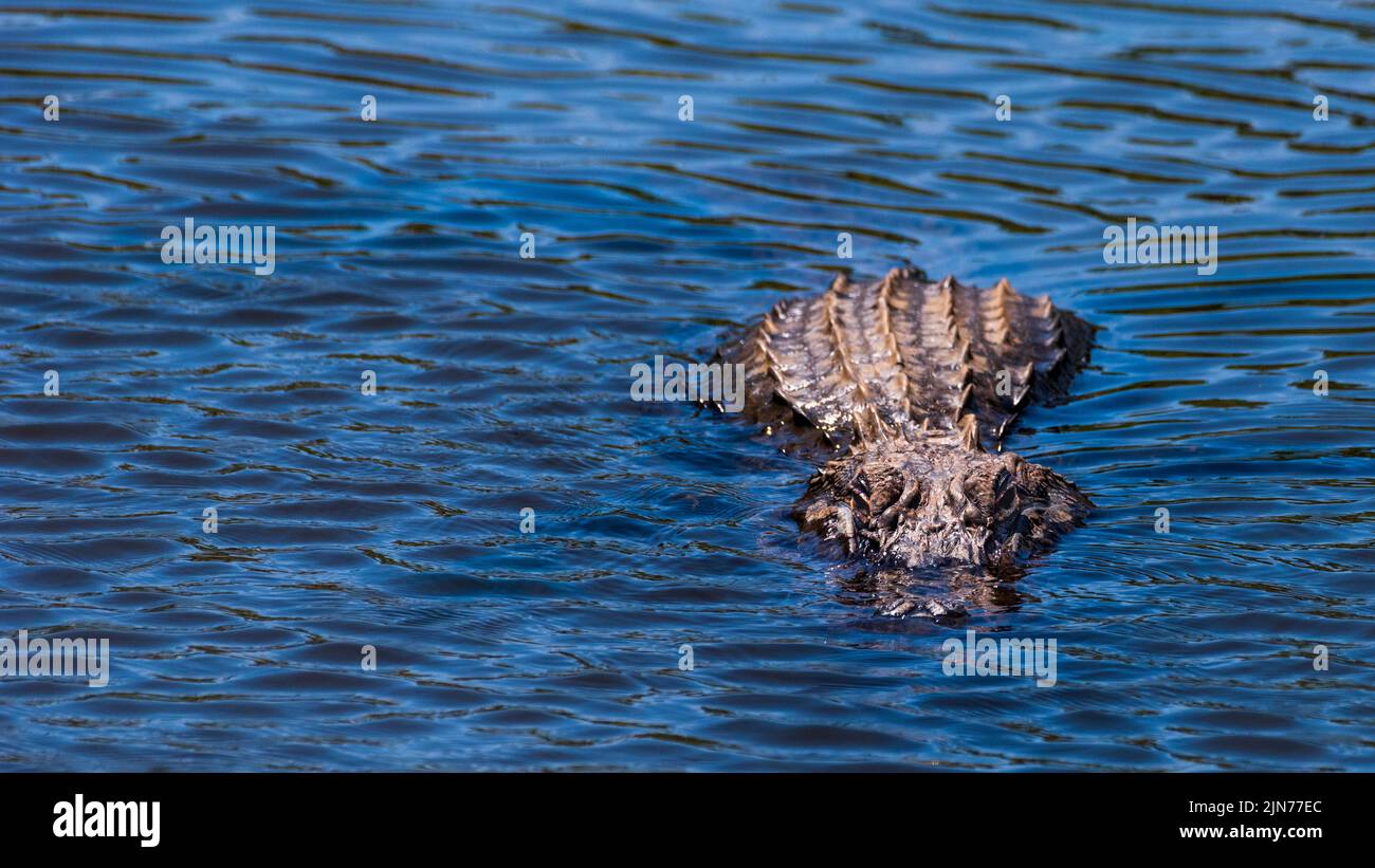 Am 31. Mai 2021 schwimmt ein amerikanischer Alligator in D'Olive Creek in Daphne, Alabama, entlang eines Stadtparks, der als Gator Alley bekannt ist. Stockfoto