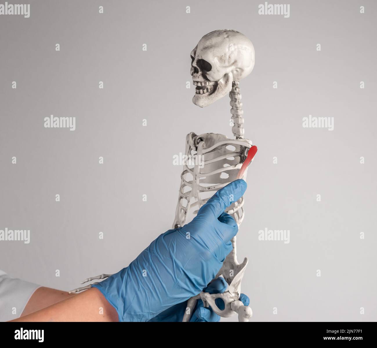 Arzt hält Skelettarm mit roter Schulter. Schmerzhafte Gelenke. Übernutzung, Sehnenverletzungen, Arthritis Folgen. Anatomie des Skelettsystems, medizinische Ausbildung Stockfoto