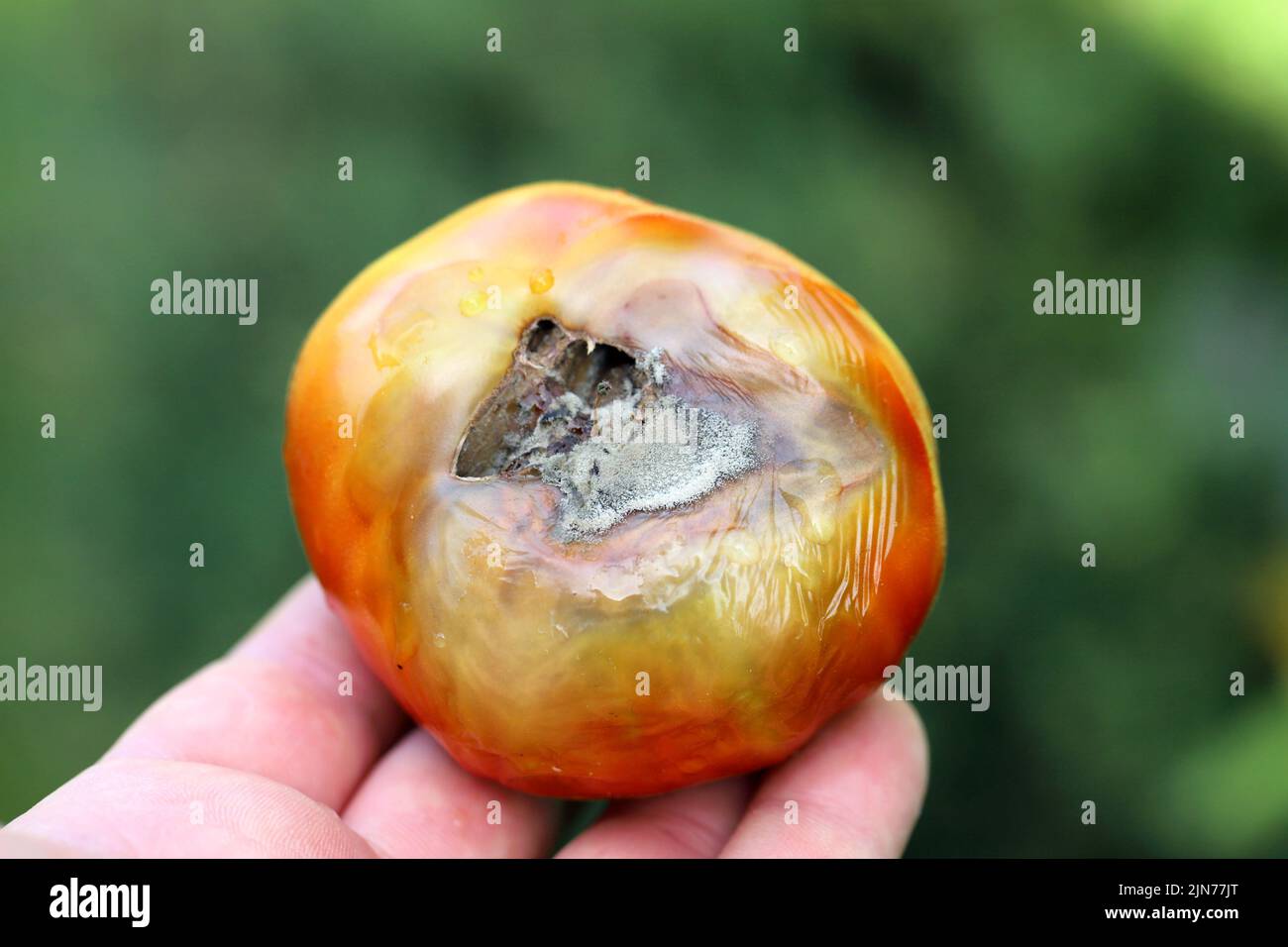 Noch grüne, unreife, junge Tomatenfrüchte, die von Blütenendfäule betroffen sind. Diese physiologische Störung in der Tomate, verursacht durch Kalziummangel. Stockfoto